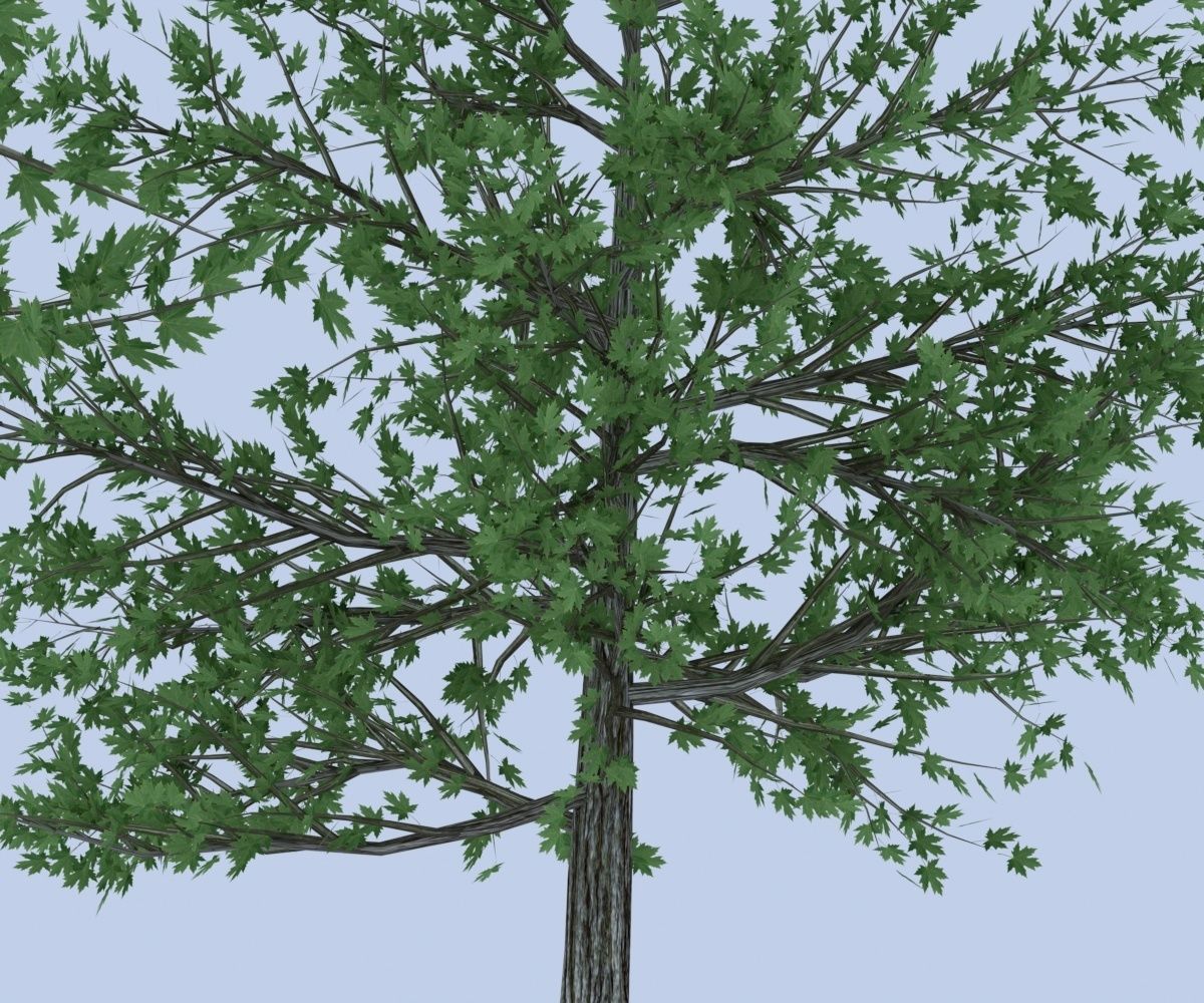 Maple tree Free low-poly 3D model_2