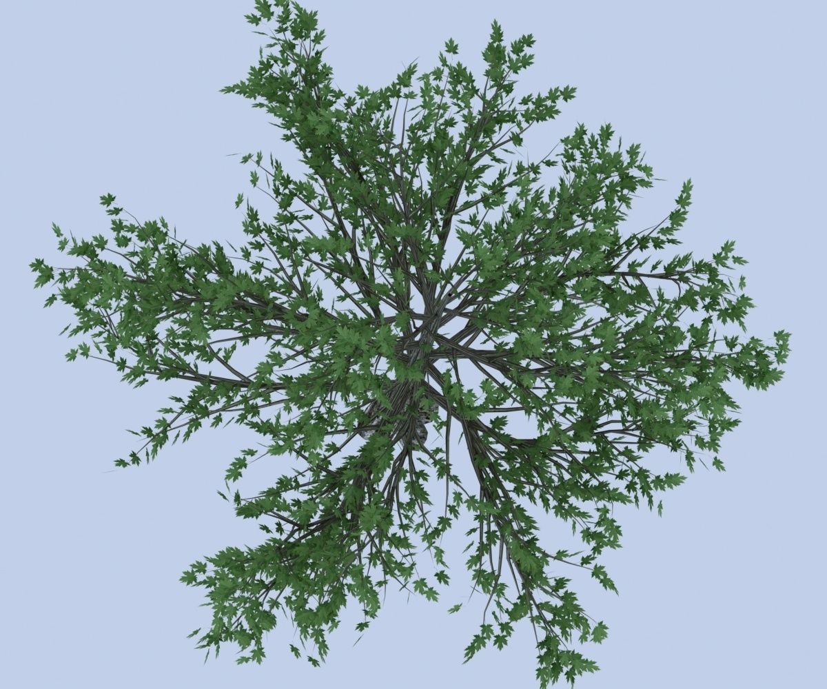 Maple tree Free low-poly 3D model_3
