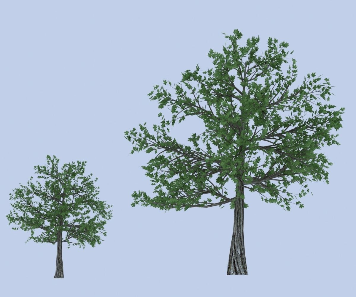 Maple tree Free low-poly 3D model_1