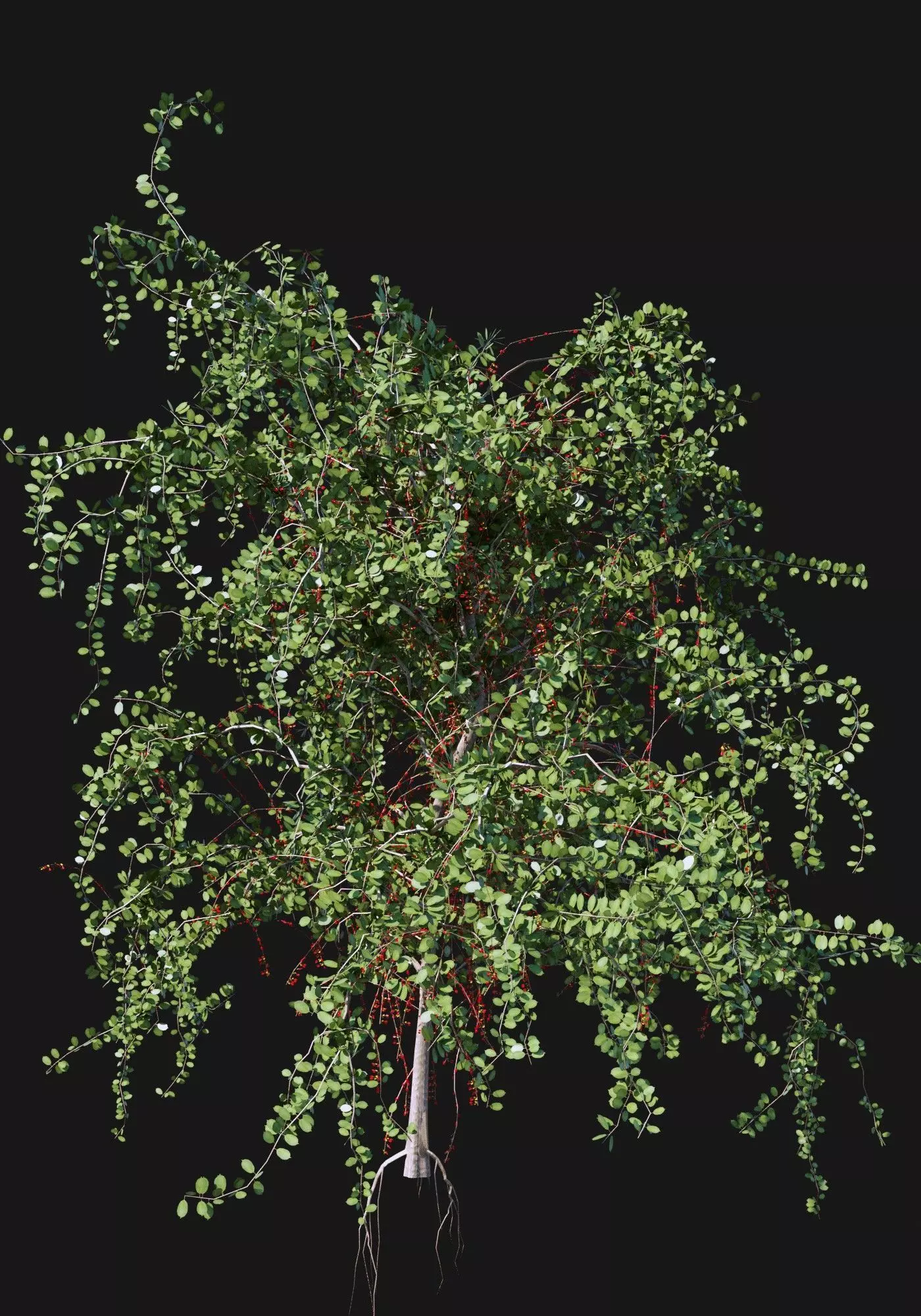 Cherry Tree Set Low-poly 3D model