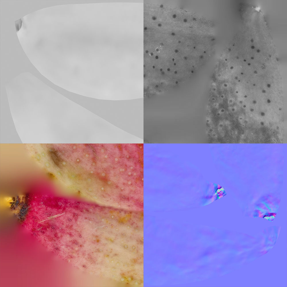 Pistachio 3D model_11