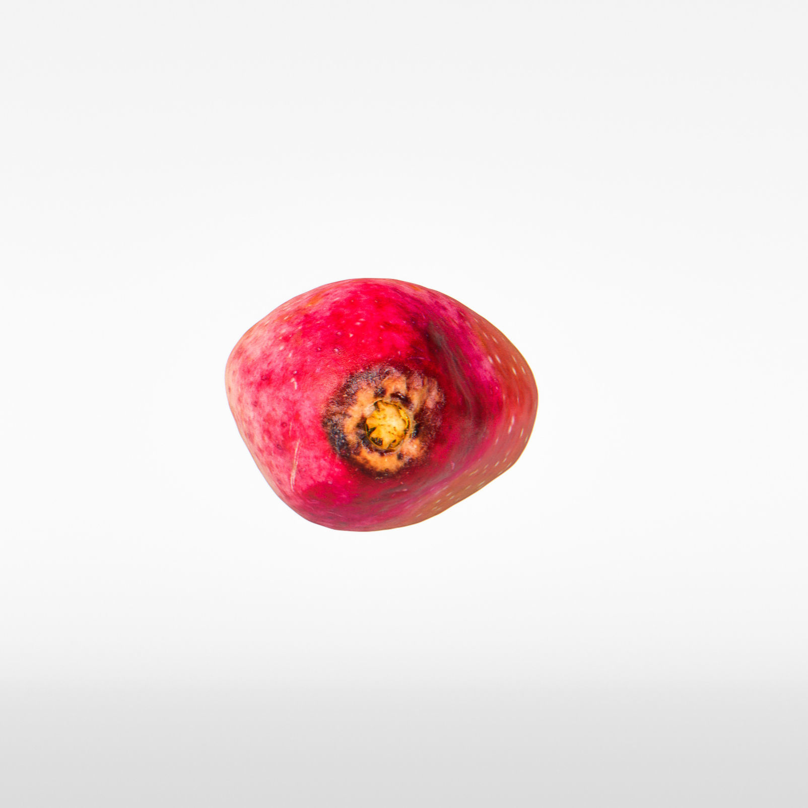 Pistachio 3D model_8