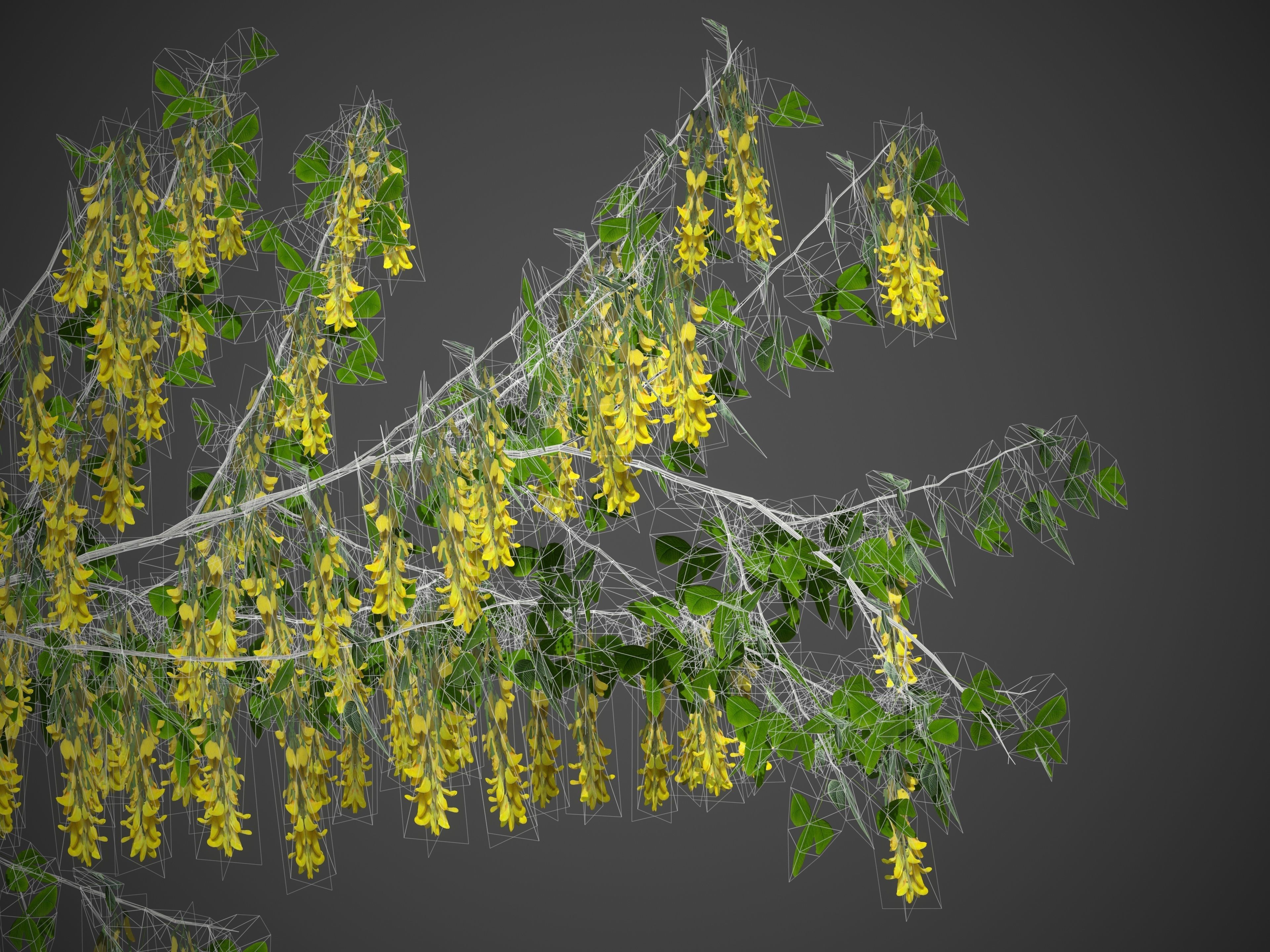 2021 PBR Golden Chain Collection - Laburnum Anagyroides  3D model_9