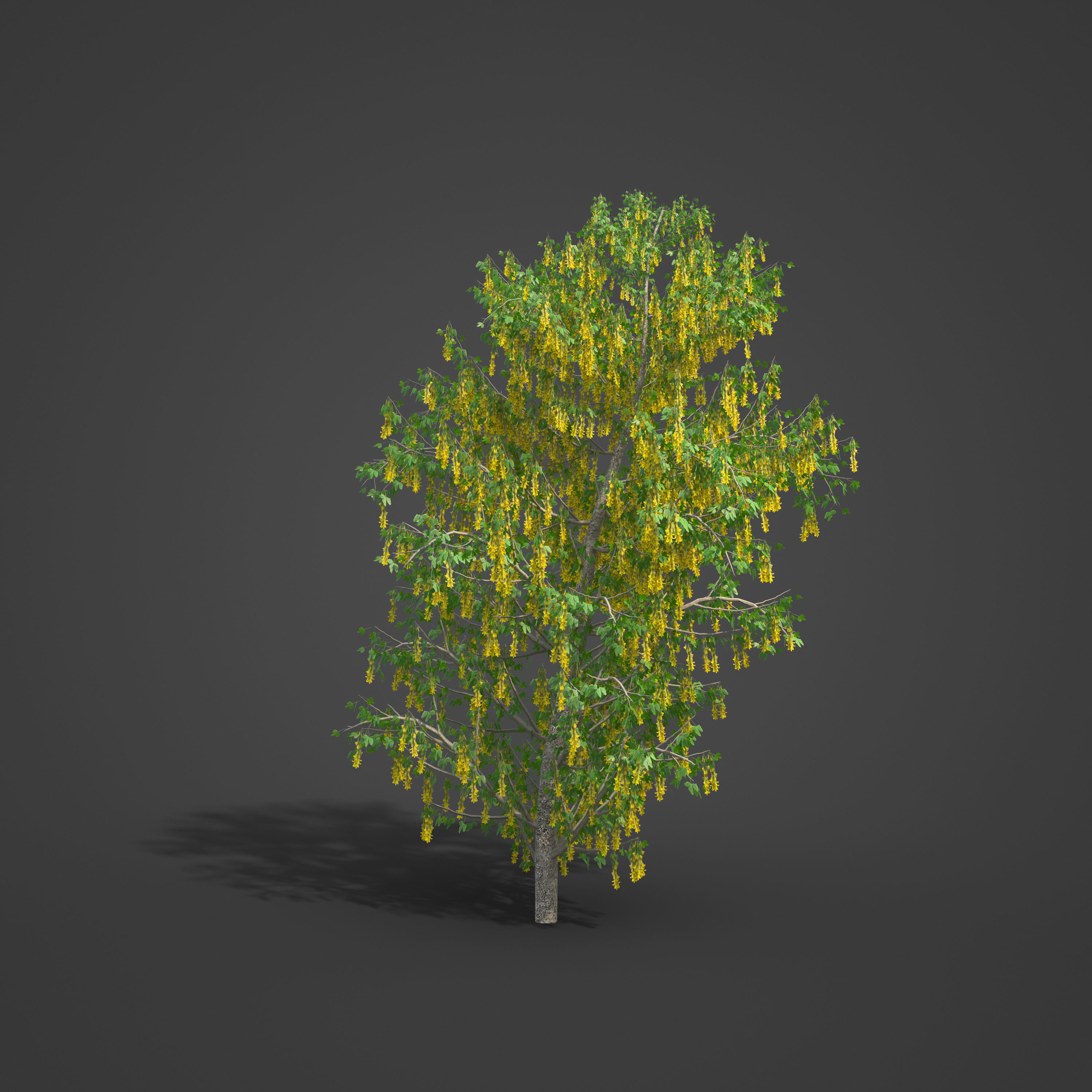 2021 PBR Golden Chain Collection - Laburnum Anagyroides  3D model_3