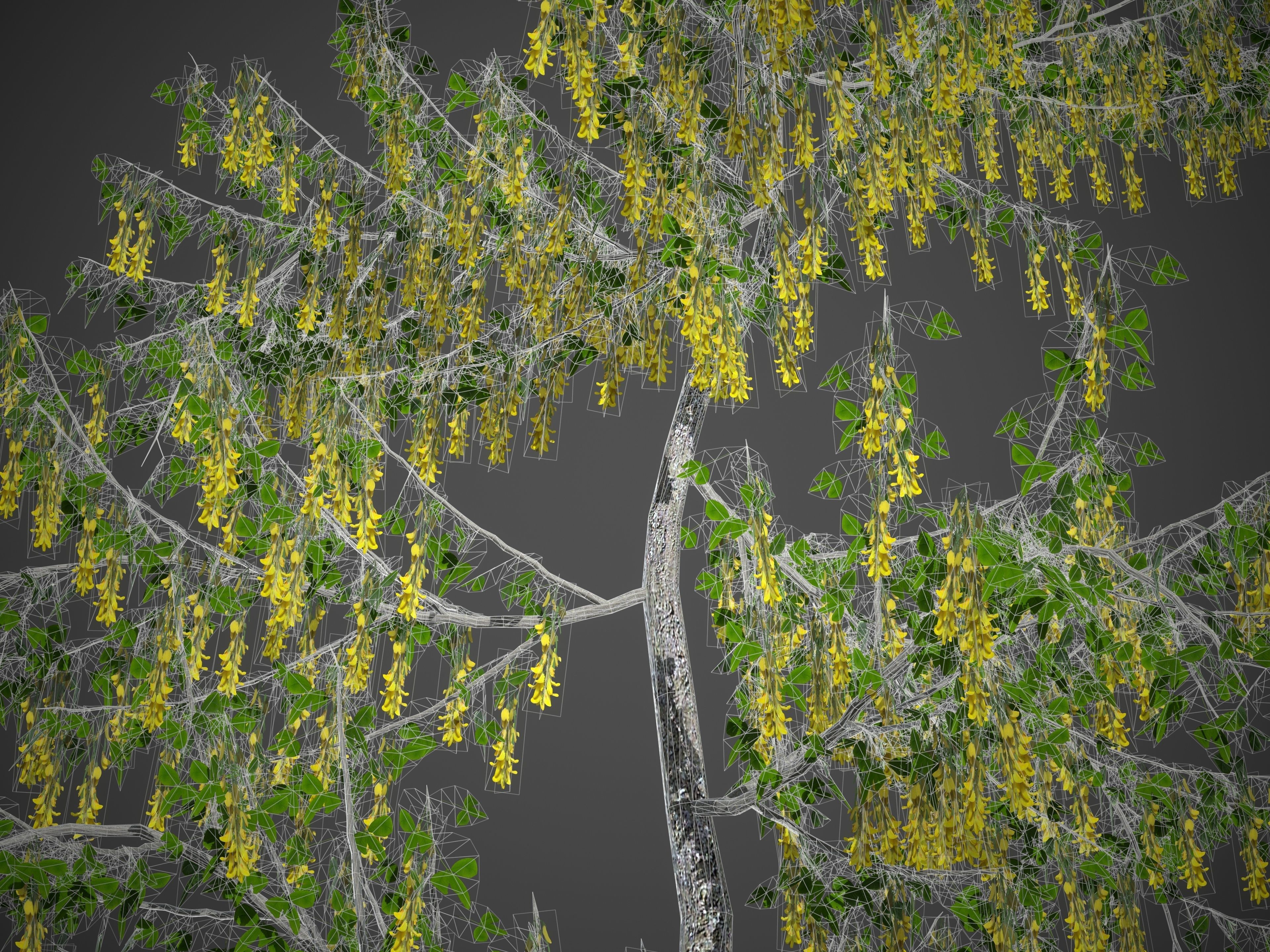 2021 PBR Golden Chain Collection - Laburnum Anagyroides  3D model_8