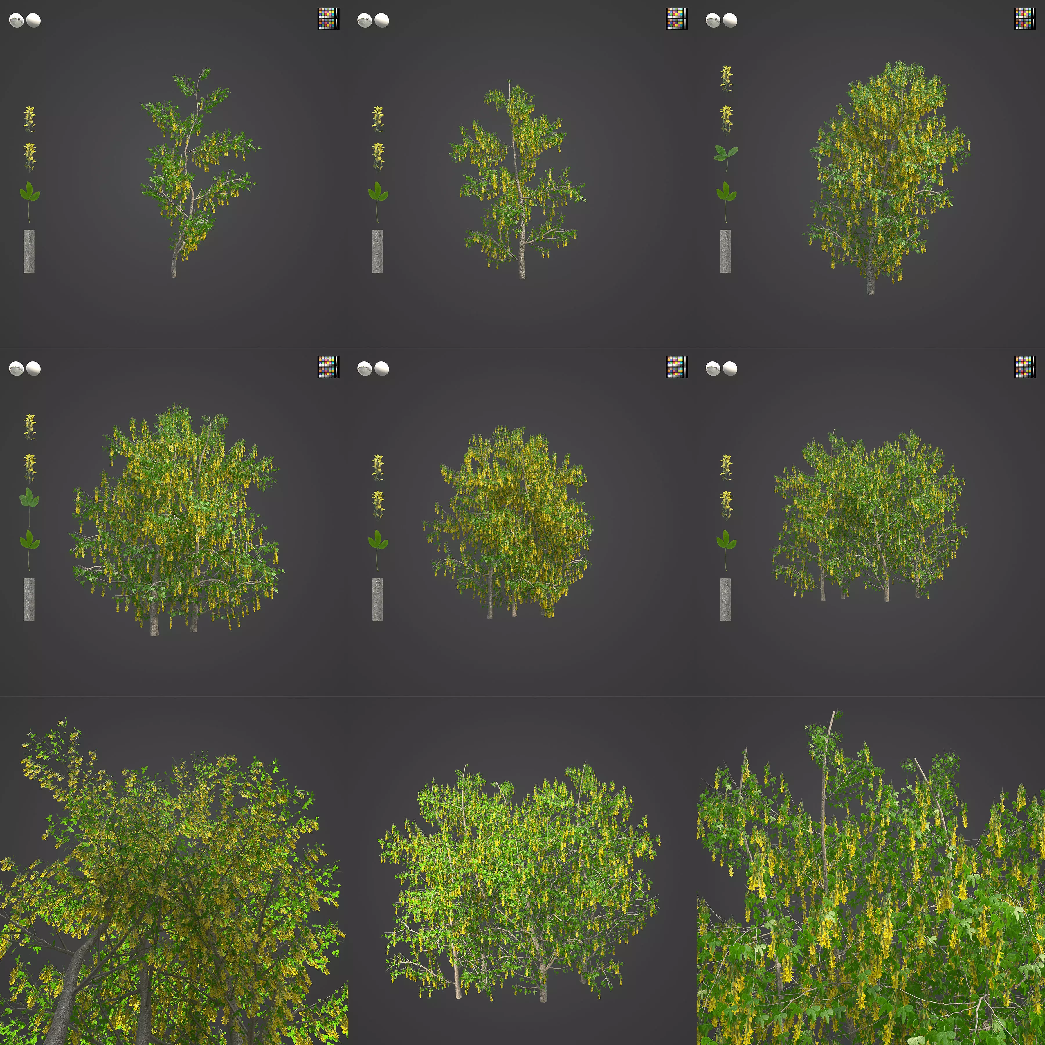 2021 PBR Golden Chain Collection - Laburnum Anagyroides  3D model_0