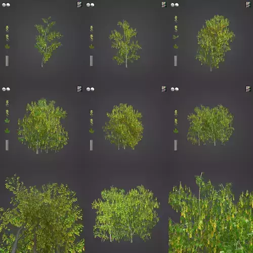 2021 PBR Golden Chain Collection - Laburnum Anagyroides 