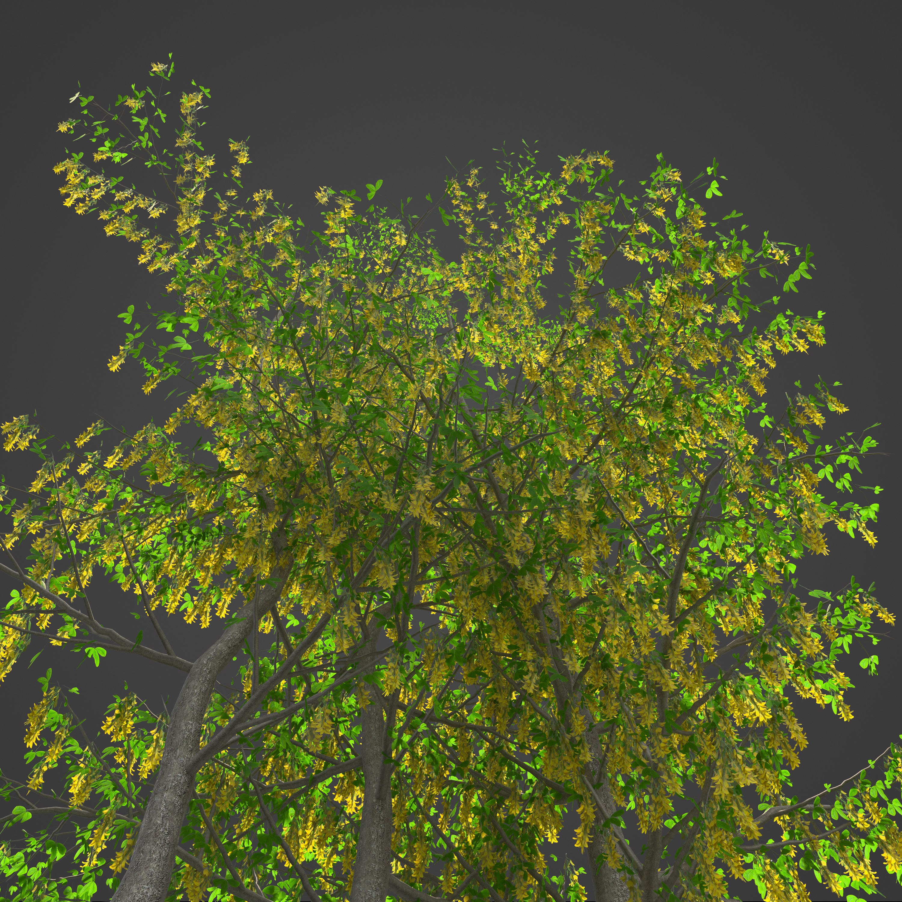 2021 PBR Golden Chain Collection - Laburnum Anagyroides  3D model_5