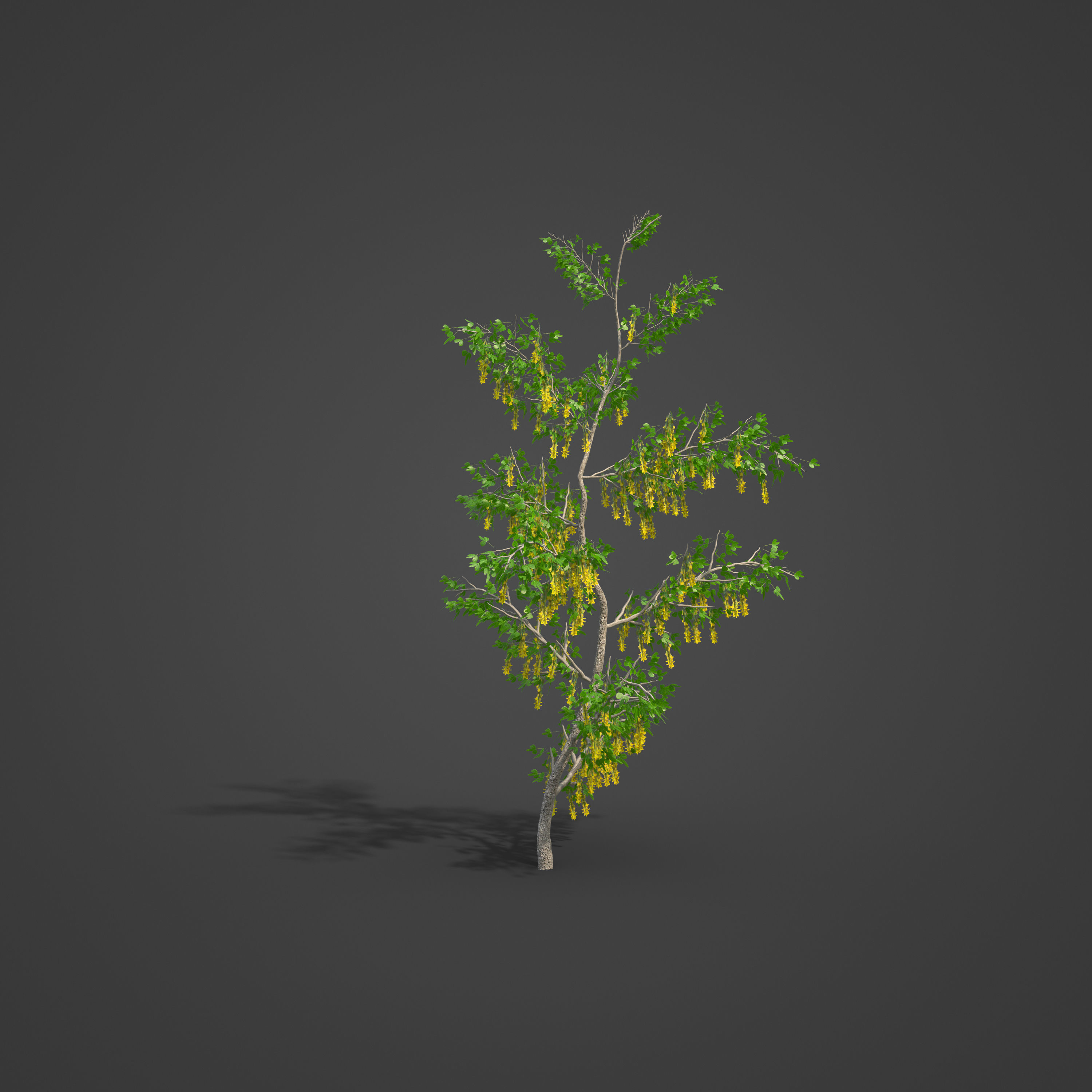 2021 PBR Golden Chain Collection - Laburnum Anagyroides  3D model_2