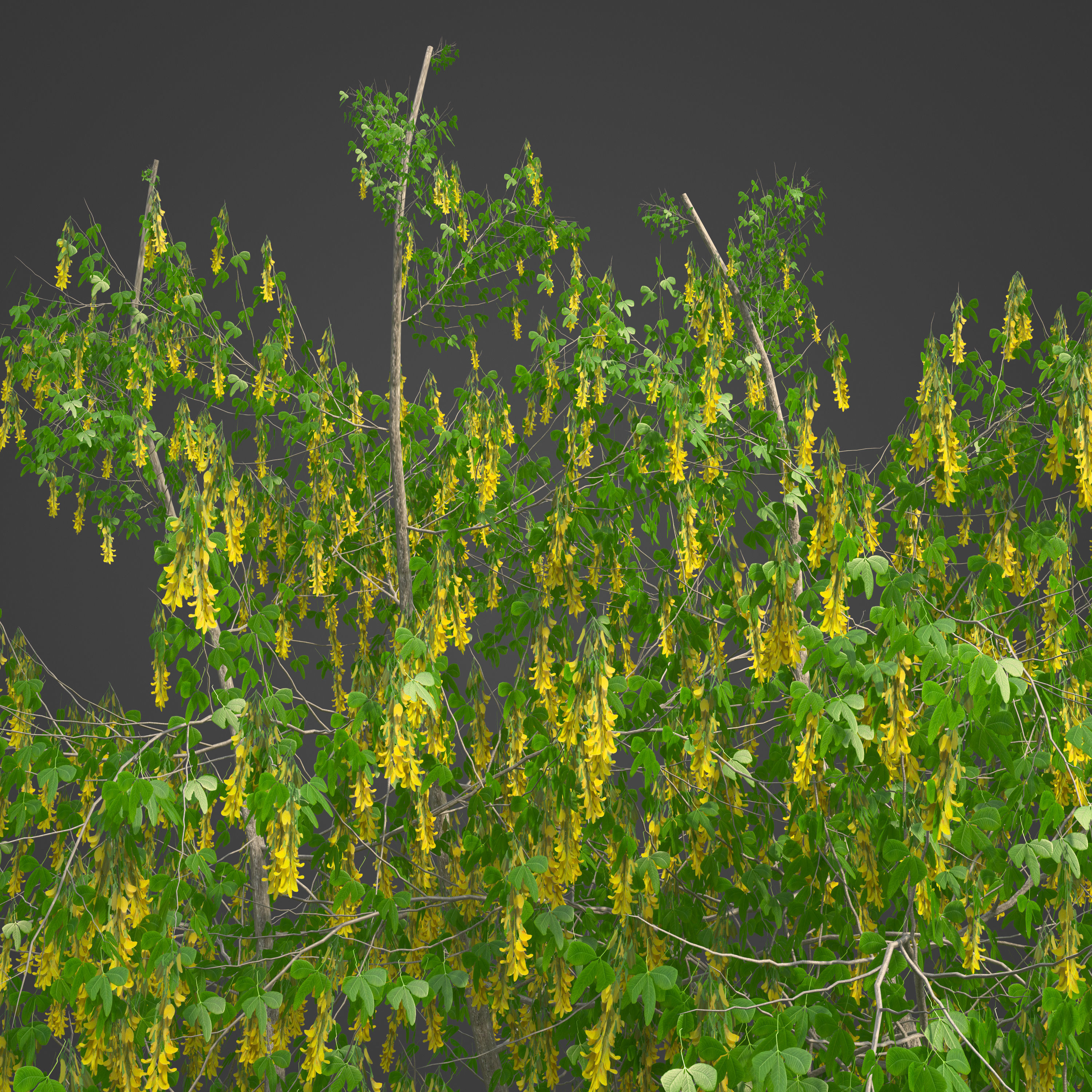 2021 PBR Golden Chain Collection - Laburnum Anagyroides  3D model_6