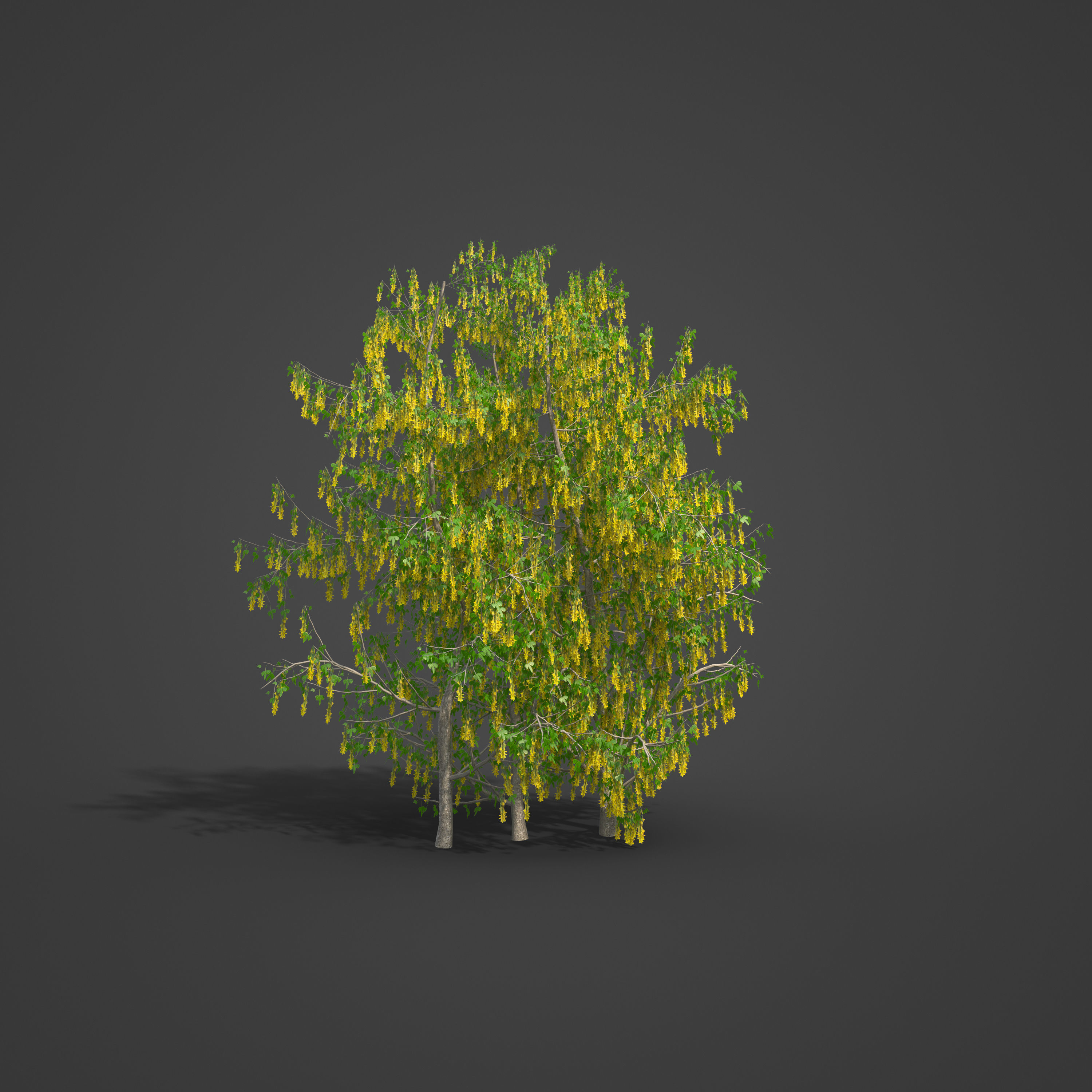 2021 PBR Golden Chain Collection - Laburnum Anagyroides  3D model_4