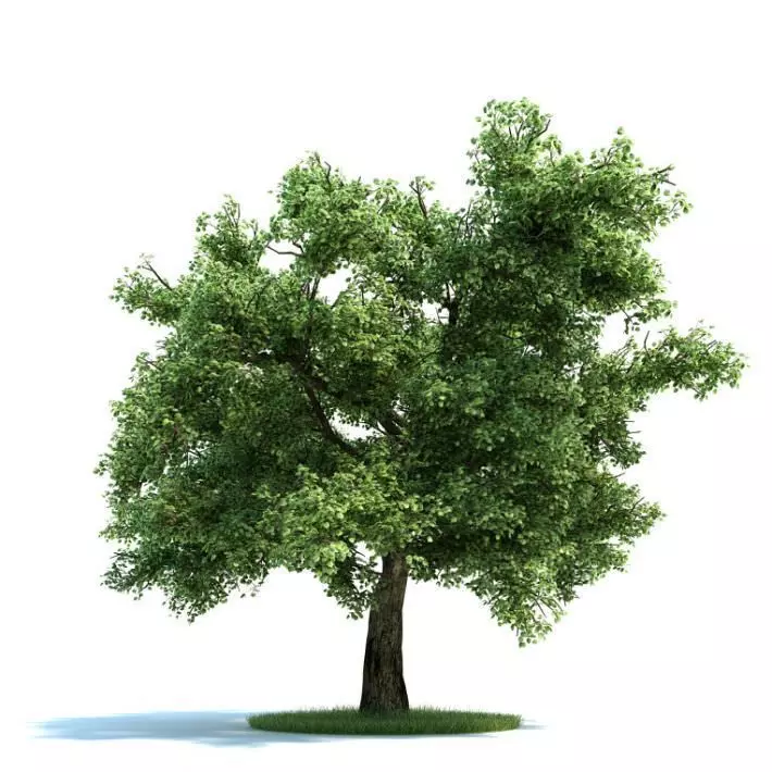 Green Leafy Tree 3D model_0