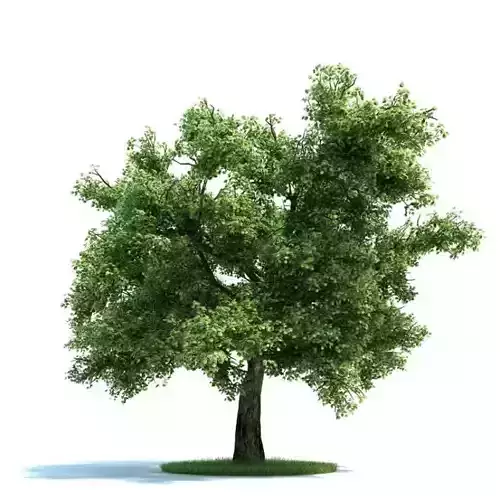 Green Leafy Tree