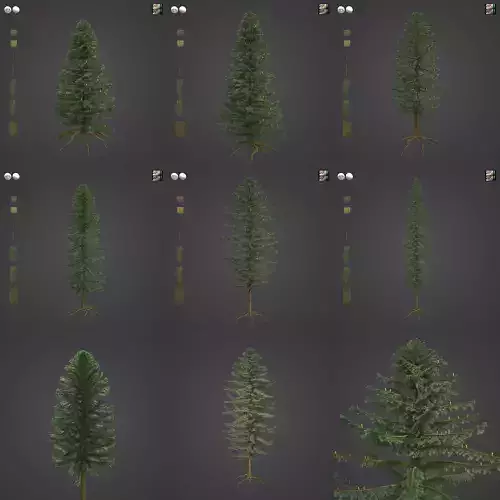 2021 PBR Silver Fir Collection - Abies Alba 