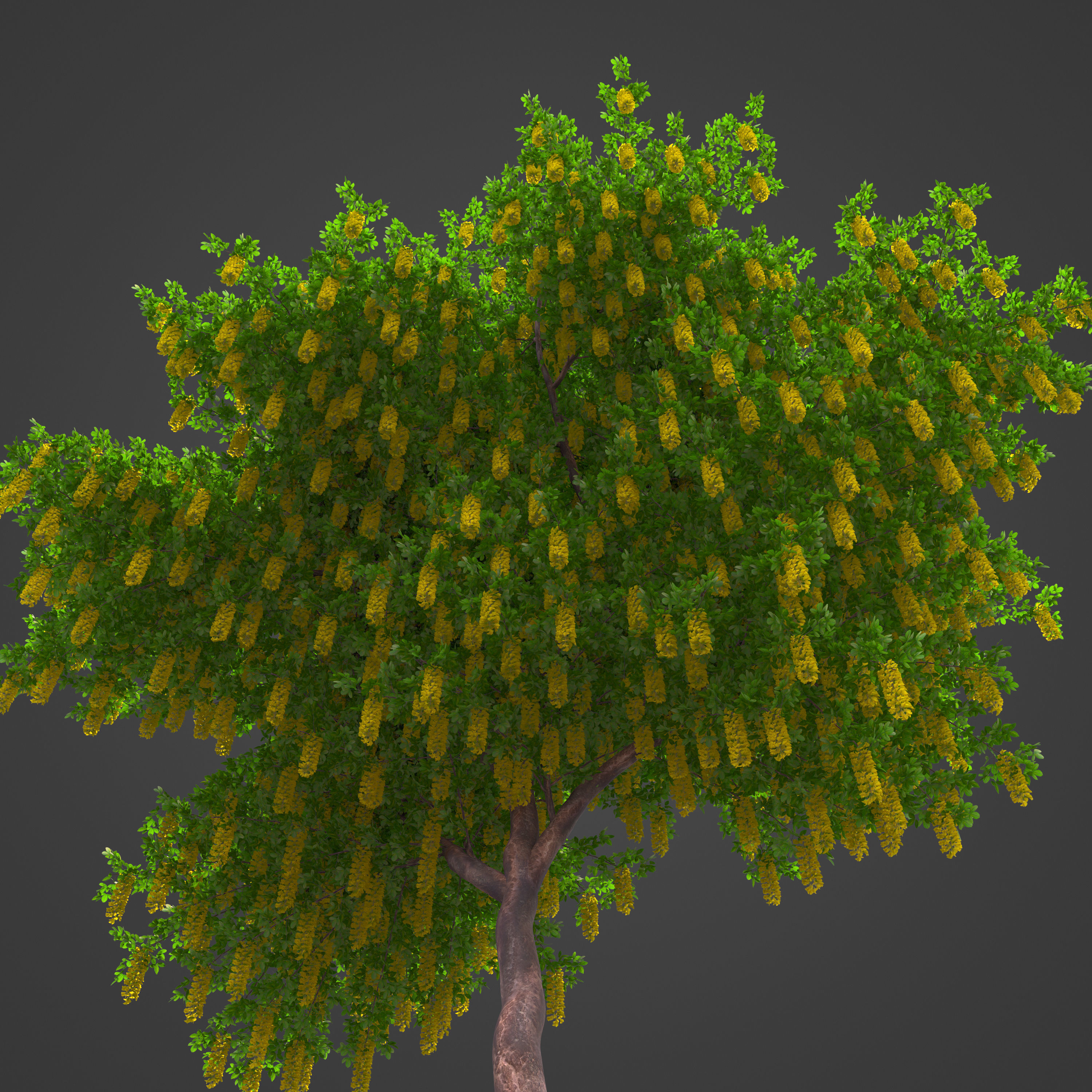 2021 PBR Alpine Laburnum Collection - Laburnum Alpinium 3D model_3