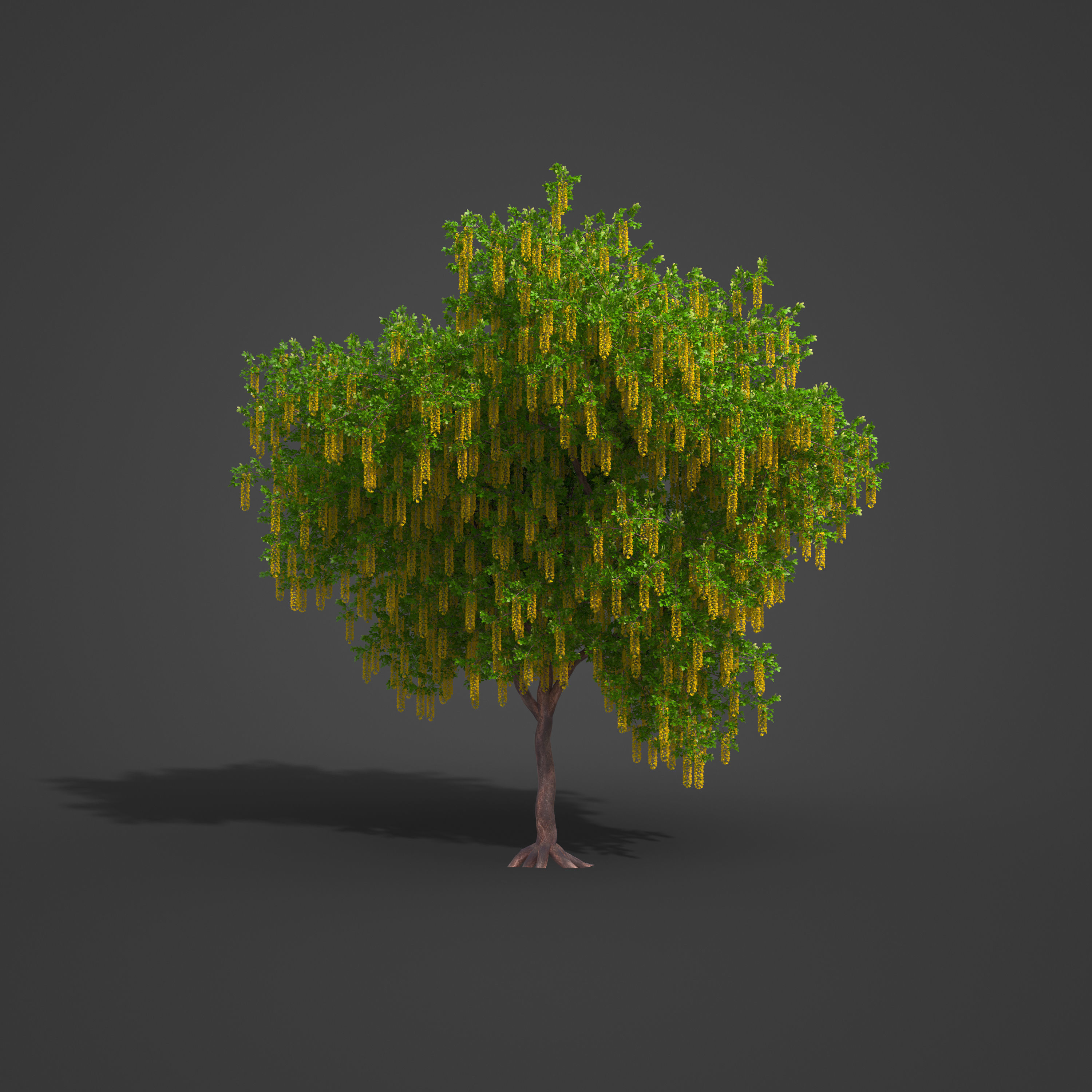 2021 PBR Alpine Laburnum Collection - Laburnum Alpinium 3D model_7