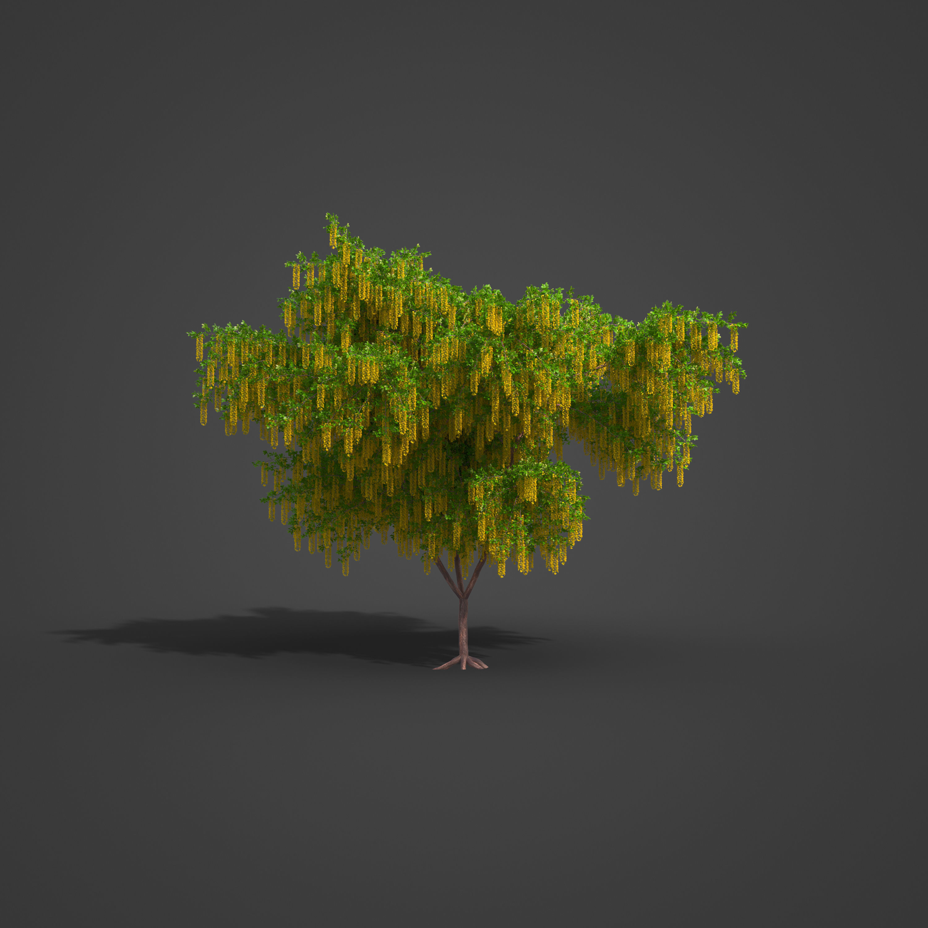 2021 PBR Alpine Laburnum Collection - Laburnum Alpinium 3D model_4
