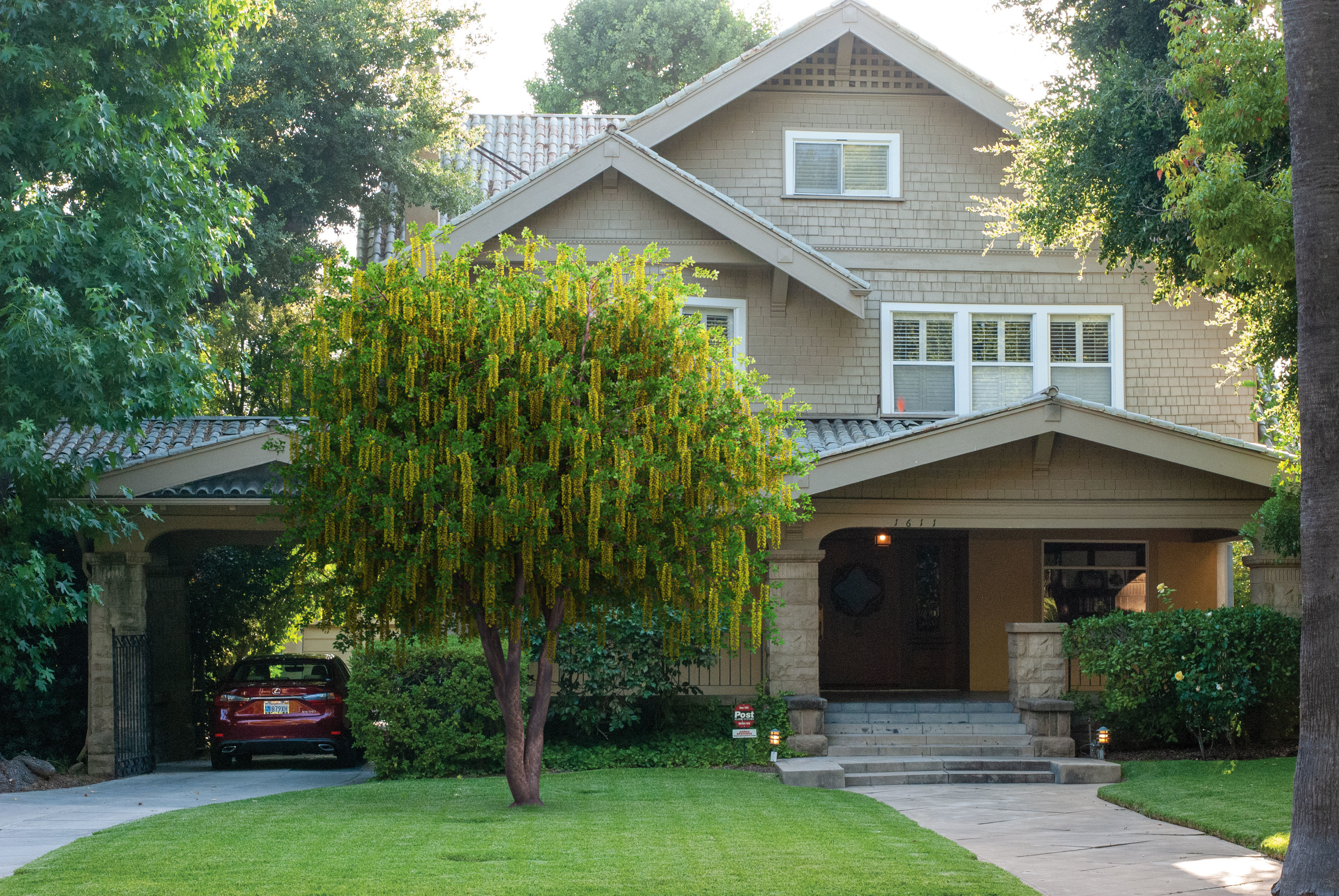 2021 PBR Alpine Laburnum Collection - Laburnum Alpinium 3D model_2