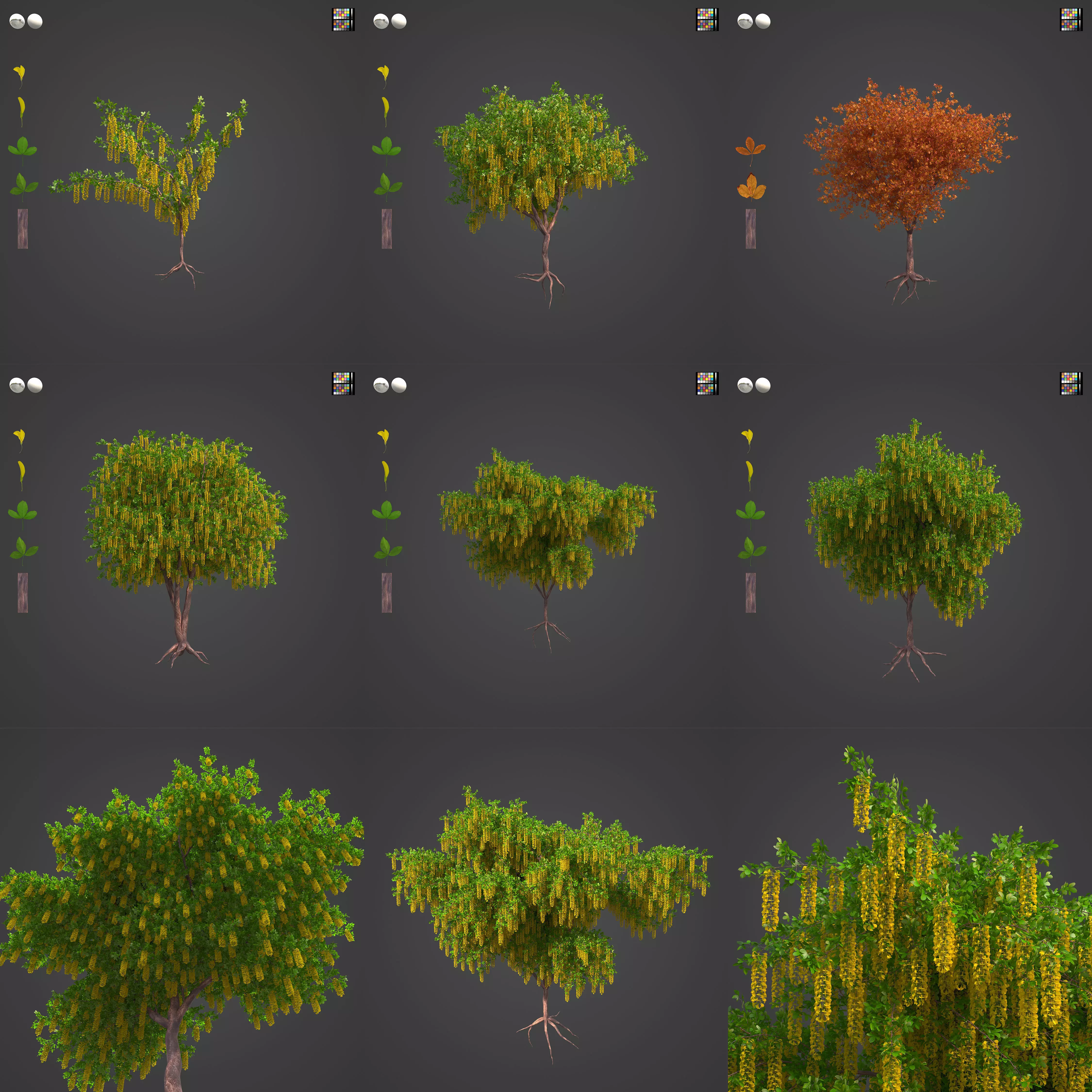 2021 PBR Alpine Laburnum Collection - Laburnum Alpinium 3D model_0