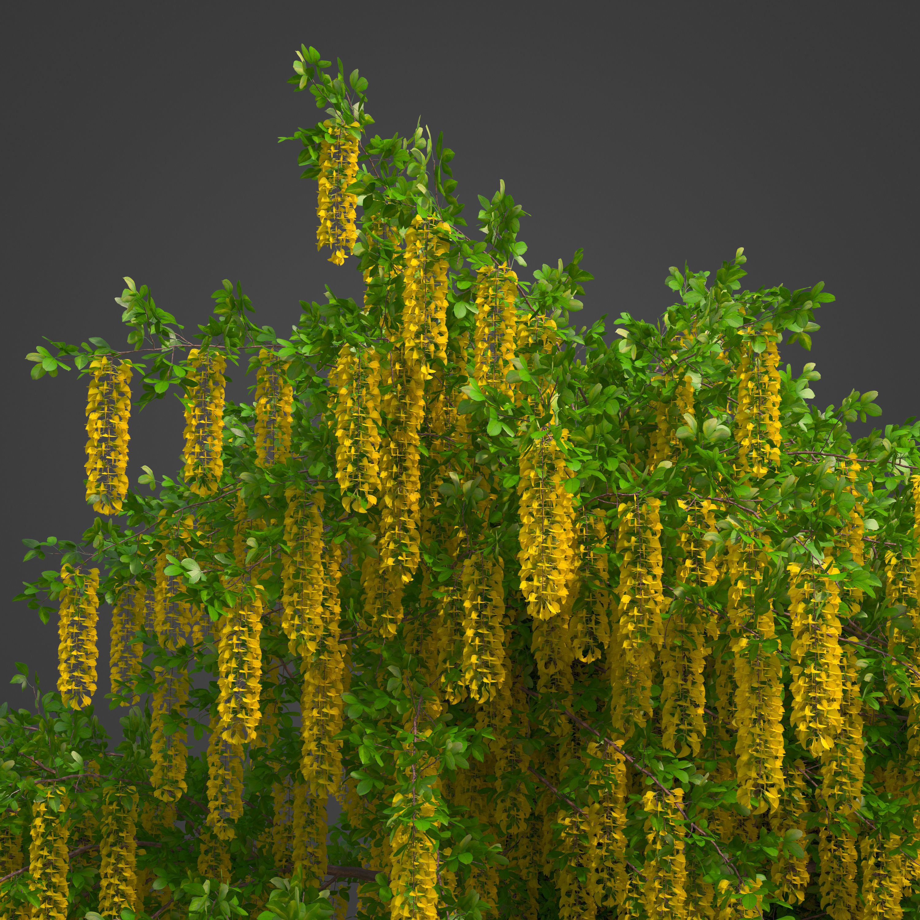 2021 PBR Alpine Laburnum Collection - Laburnum Alpinium 3D model_8