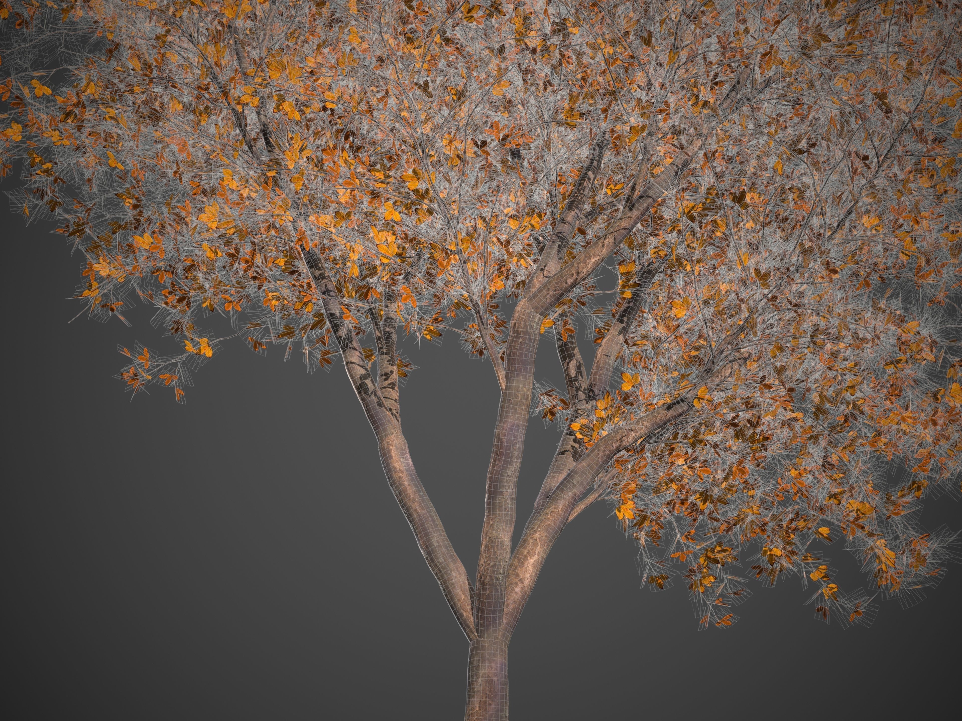 2021 PBR Alpine Laburnum Collection - Laburnum Alpinium 3D model_9