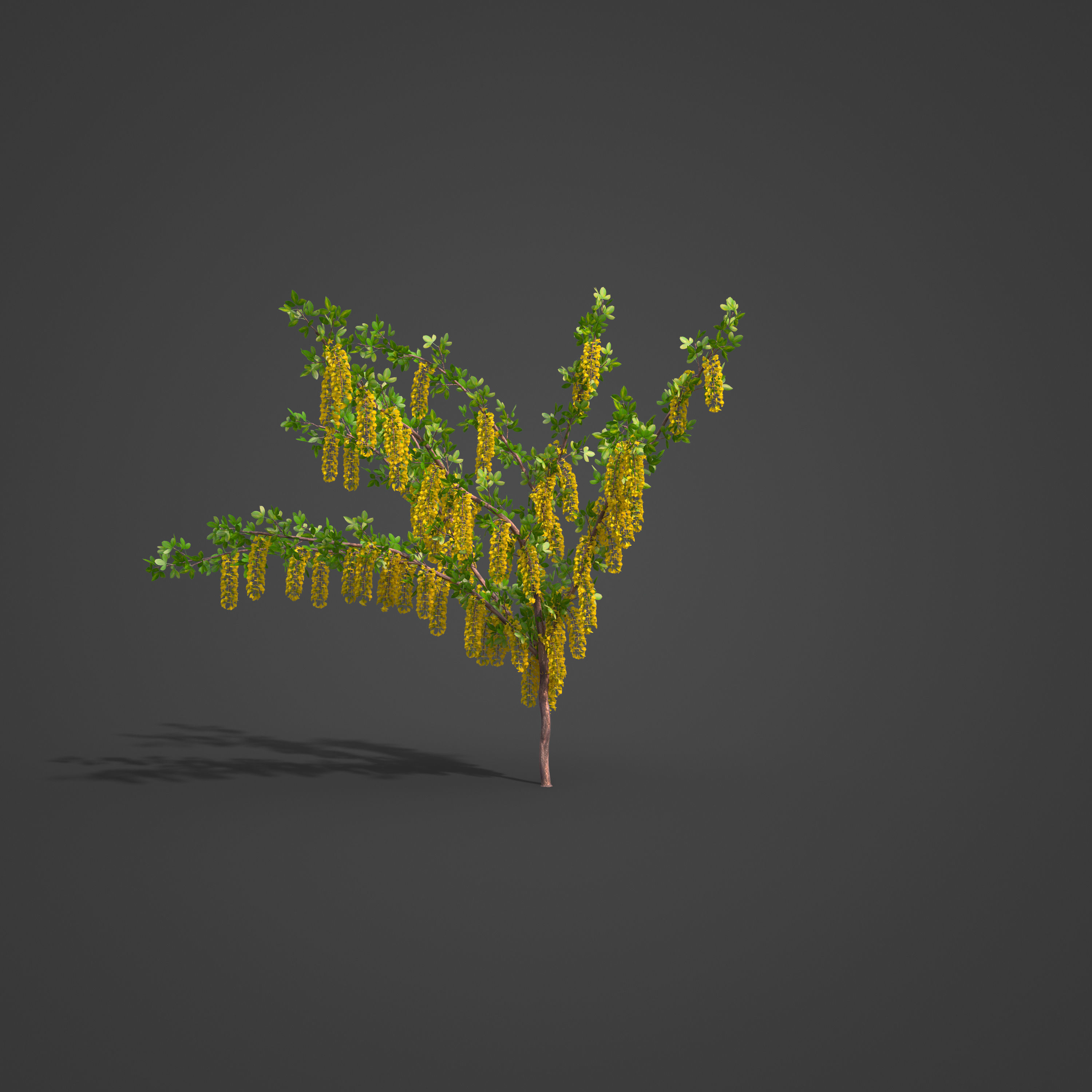 2021 PBR Alpine Laburnum Collection - Laburnum Alpinium 3D model_5