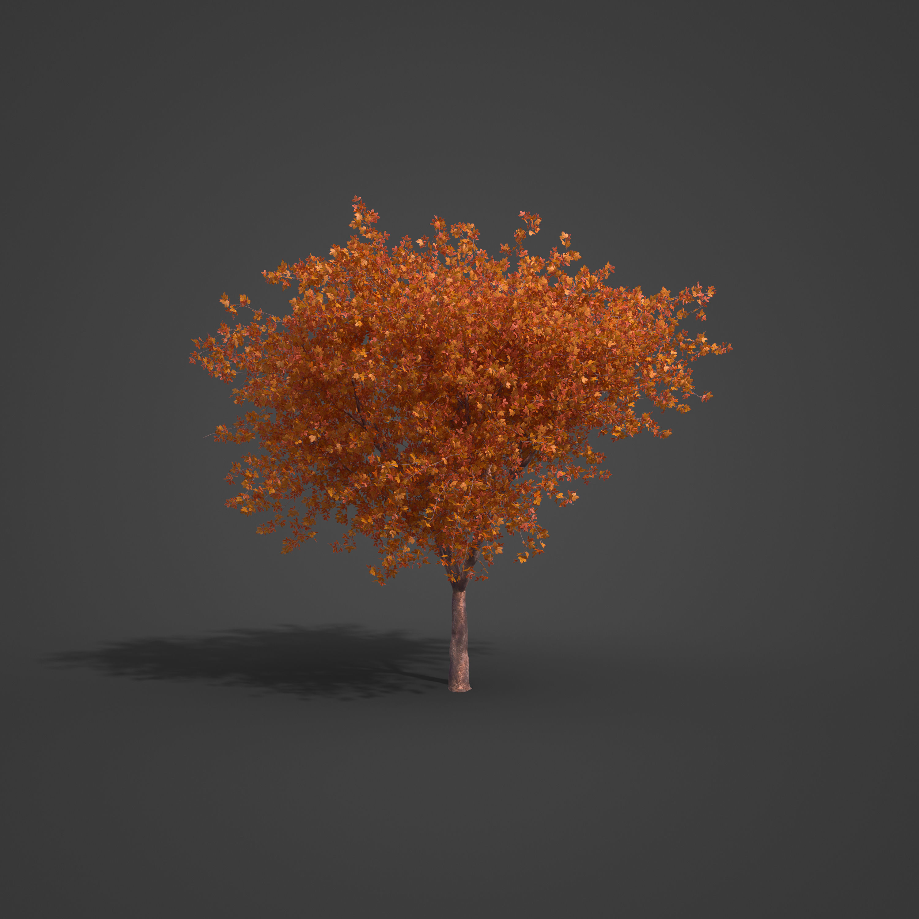 2021 PBR Alpine Laburnum Collection - Laburnum Alpinium 3D model_6