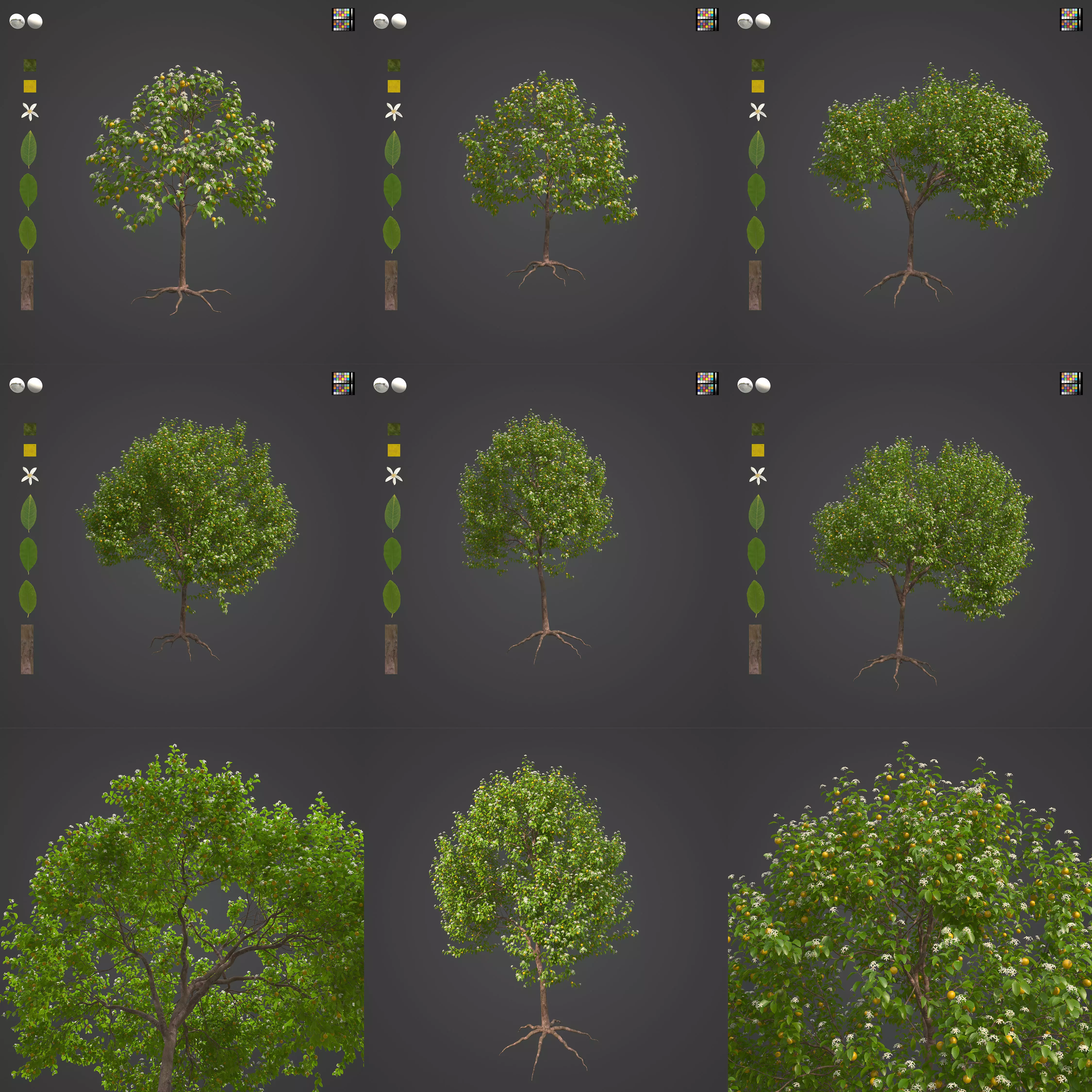 2021 PBR Lemon Tree Collection - Citrus Limon 3D model