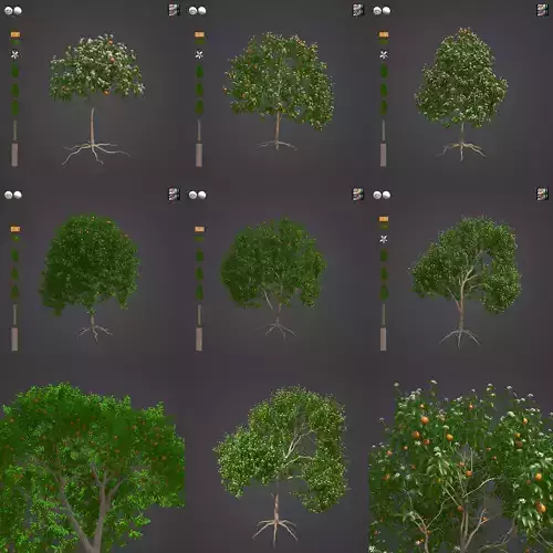 2021 PBR Grapefruit Tree Collection - Citrus Paradisi