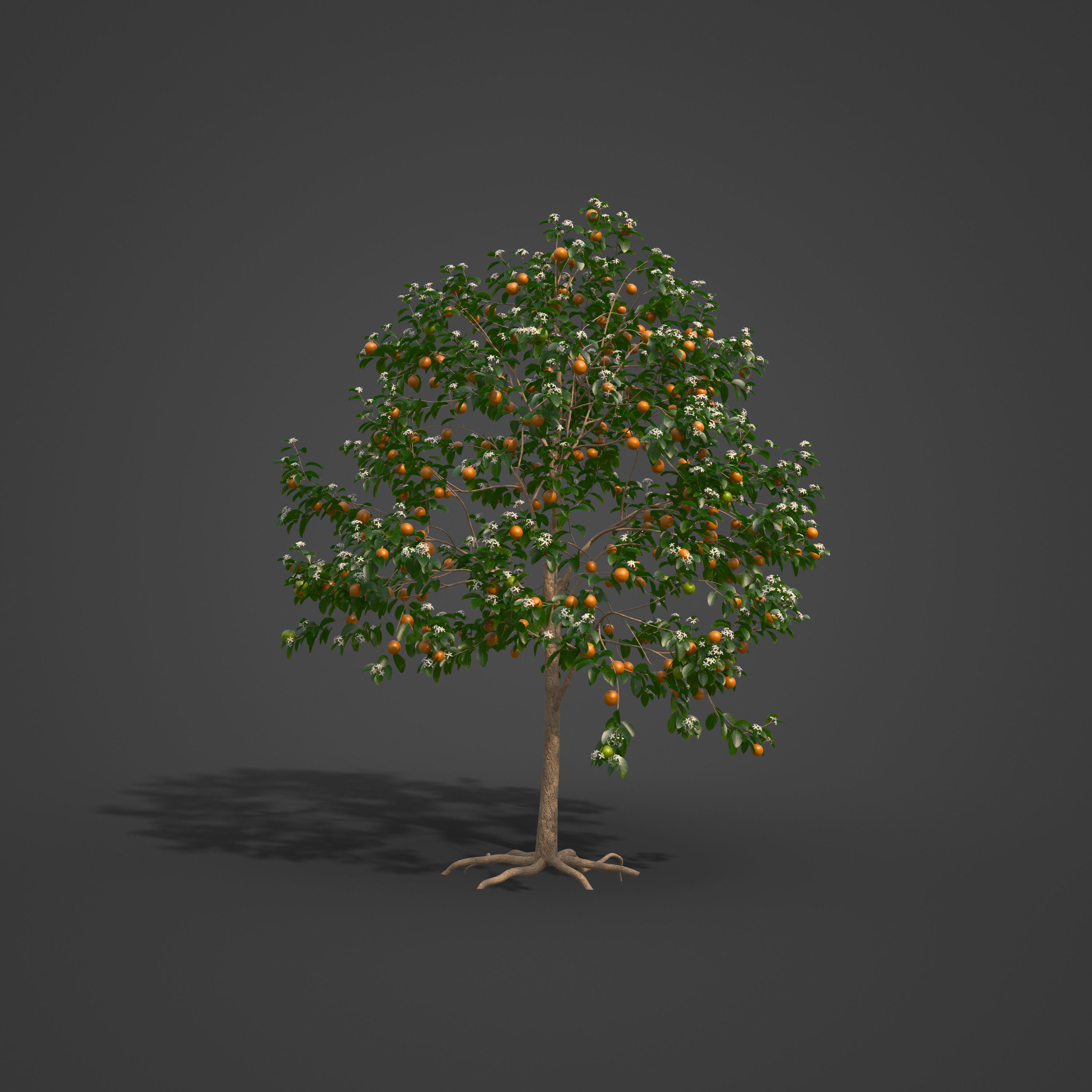 2021 PBR Sweet Orange Collection - Citrus Sinensis 3D model_5