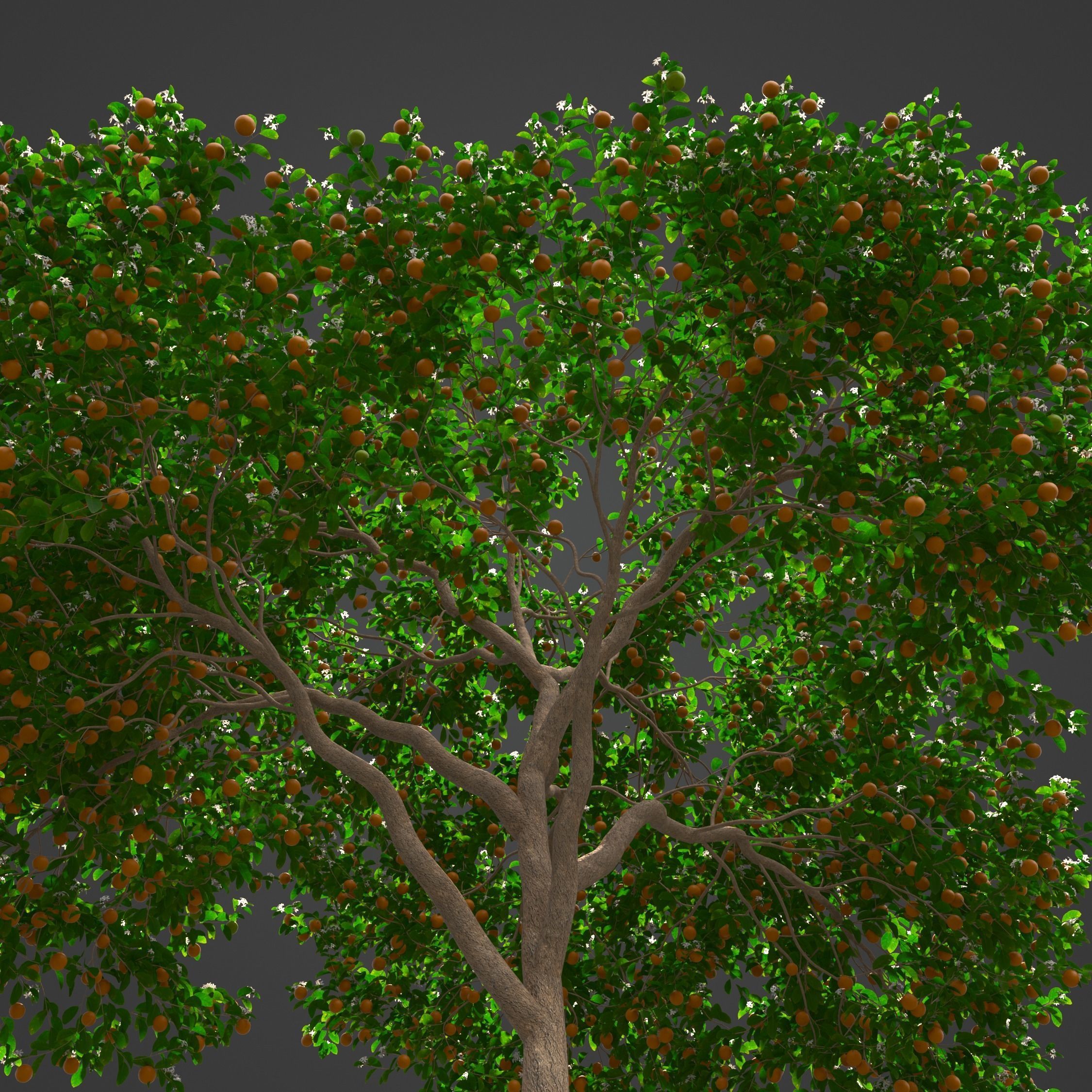 2021 PBR Sweet Orange Collection - Citrus Sinensis 3D model_8
