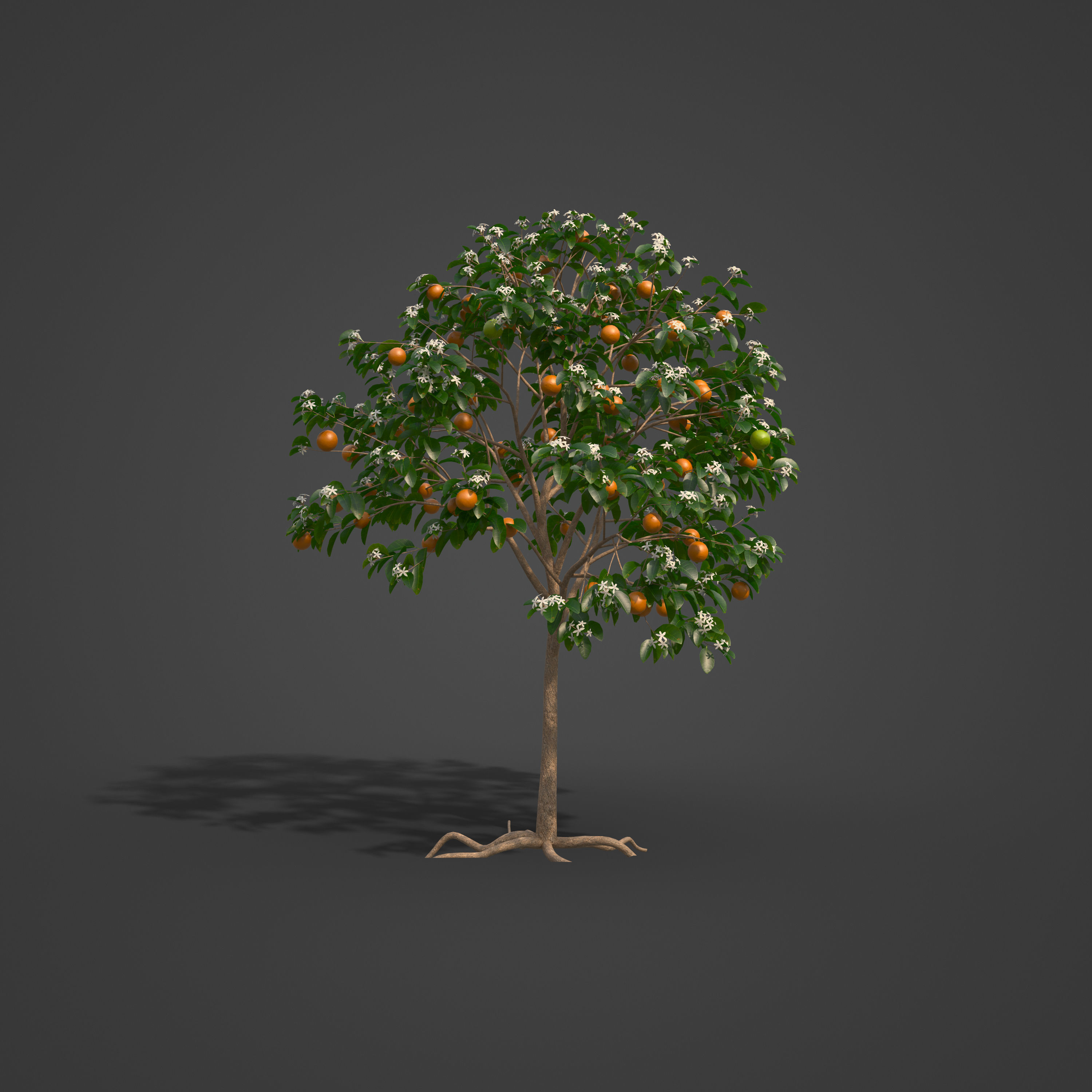 2021 PBR Sweet Orange Collection - Citrus Sinensis 3D model_4