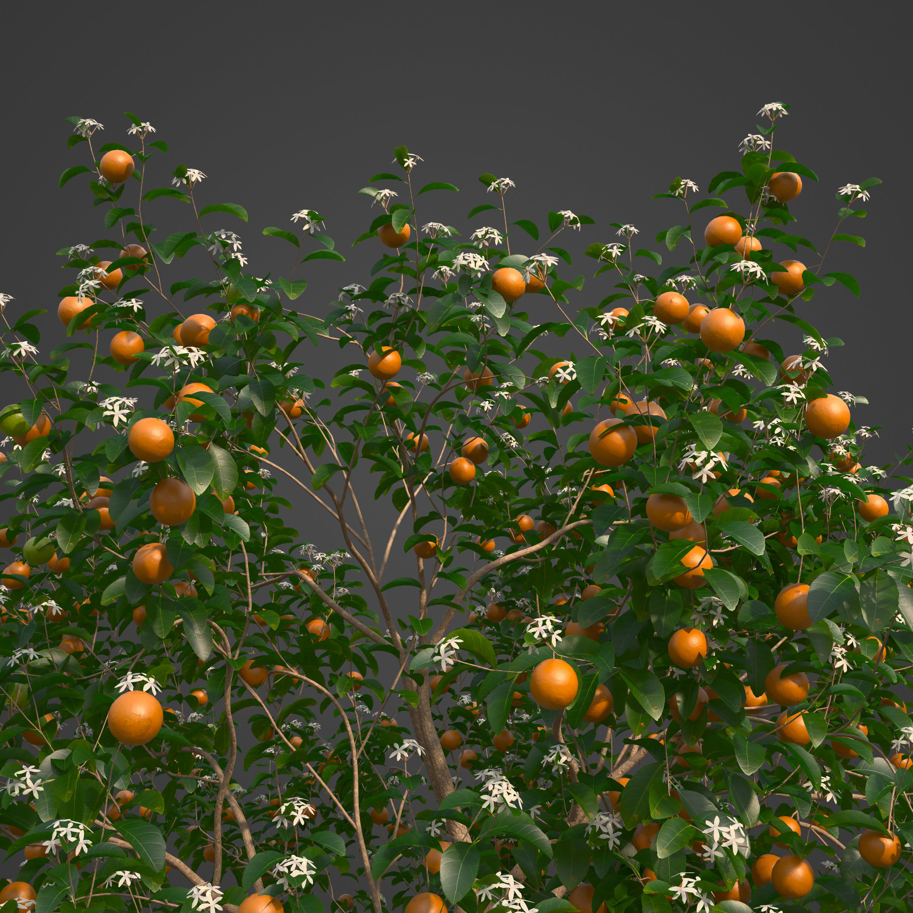 2021 PBR Sweet Orange Collection - Citrus Sinensis 3D model_3