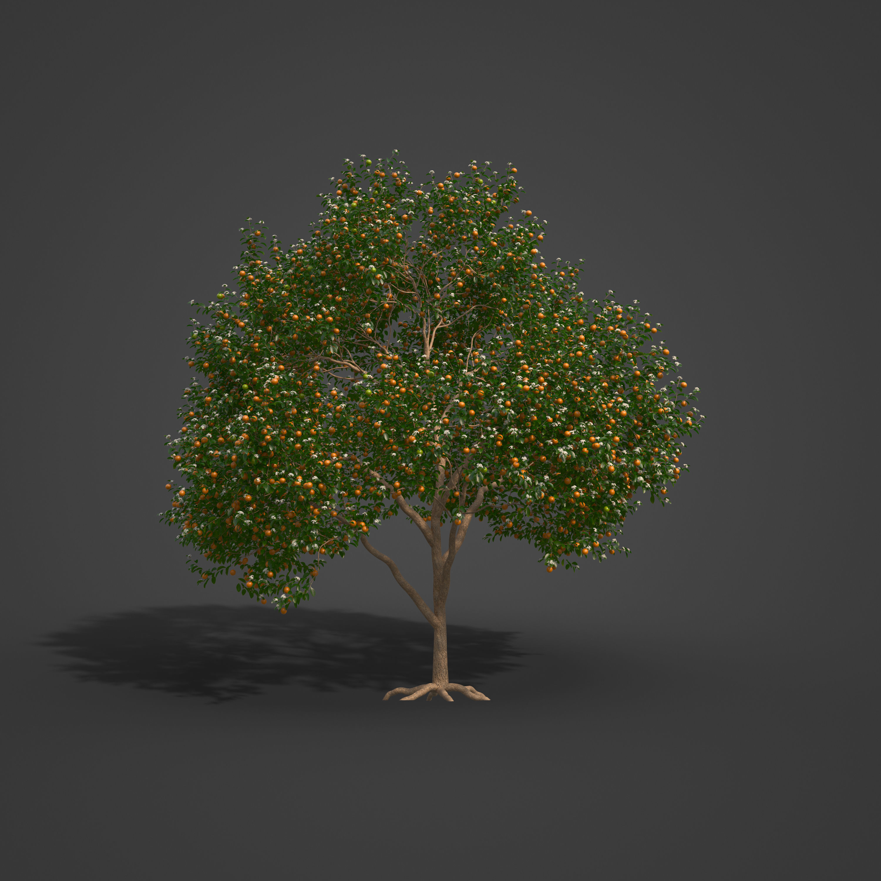 2021 PBR Sweet Orange Collection - Citrus Sinensis 3D model_7