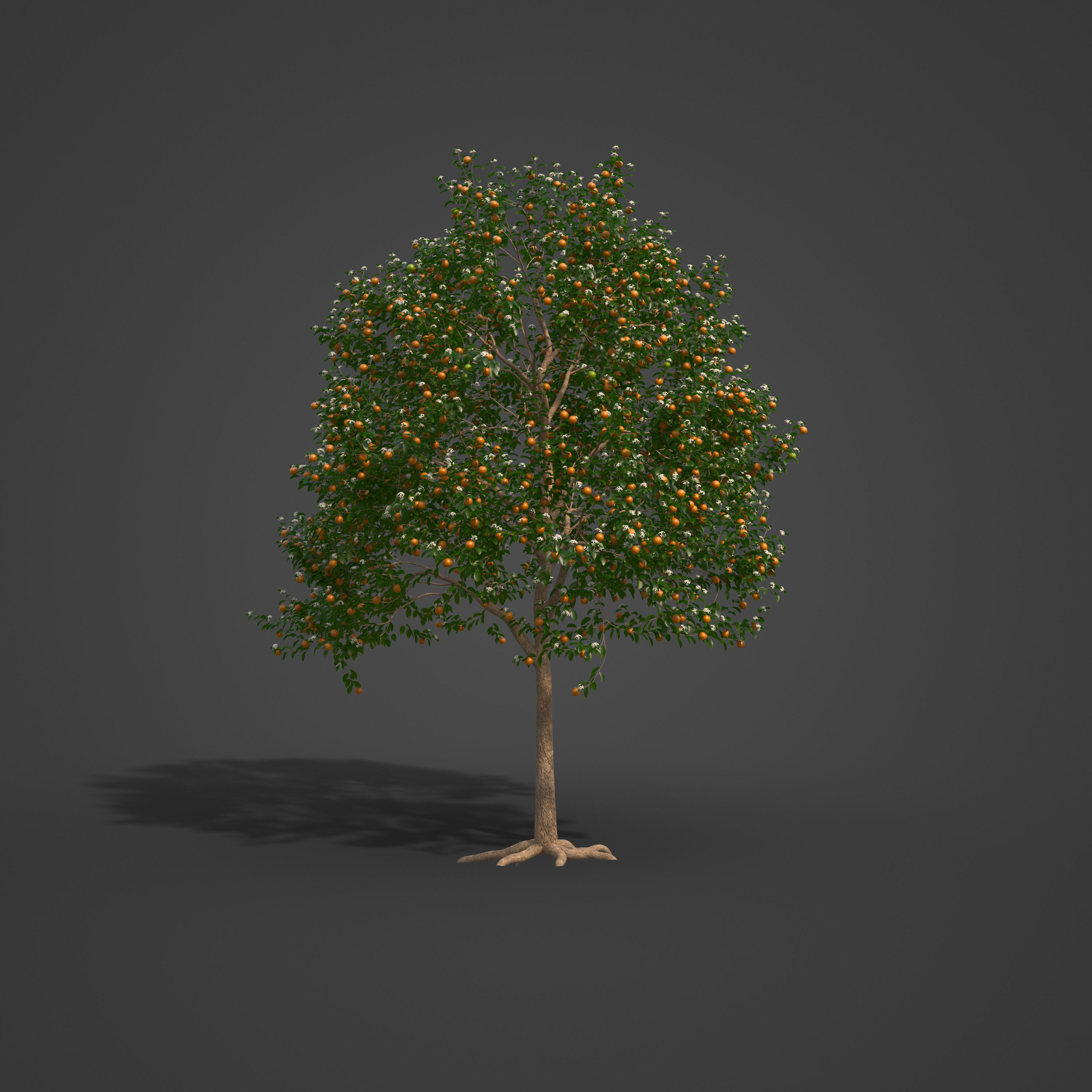 2021 PBR Sweet Orange Collection - Citrus Sinensis 3D model_6