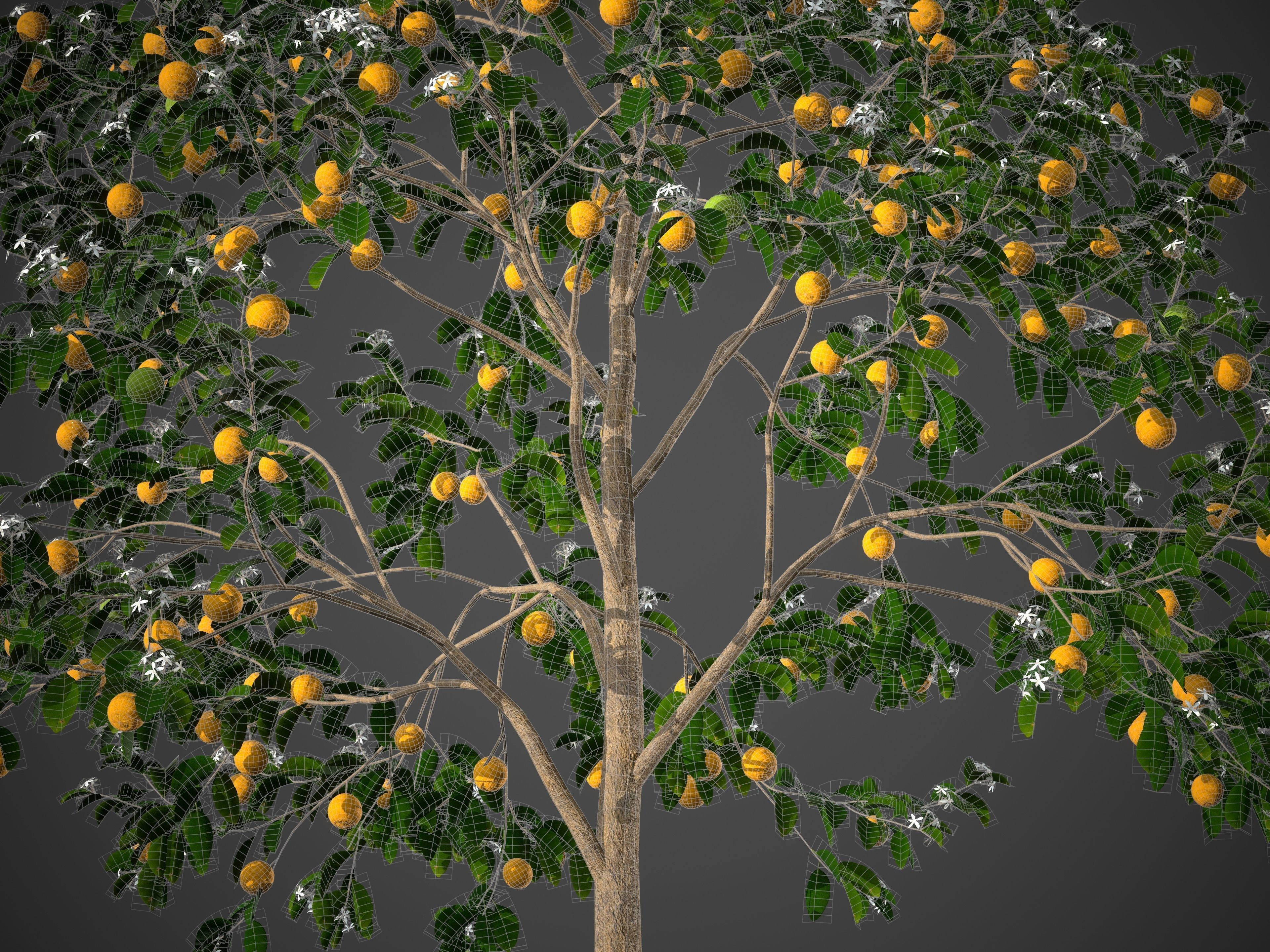 2021 PBR Sweet Orange Collection - Citrus Sinensis 3D model_11
