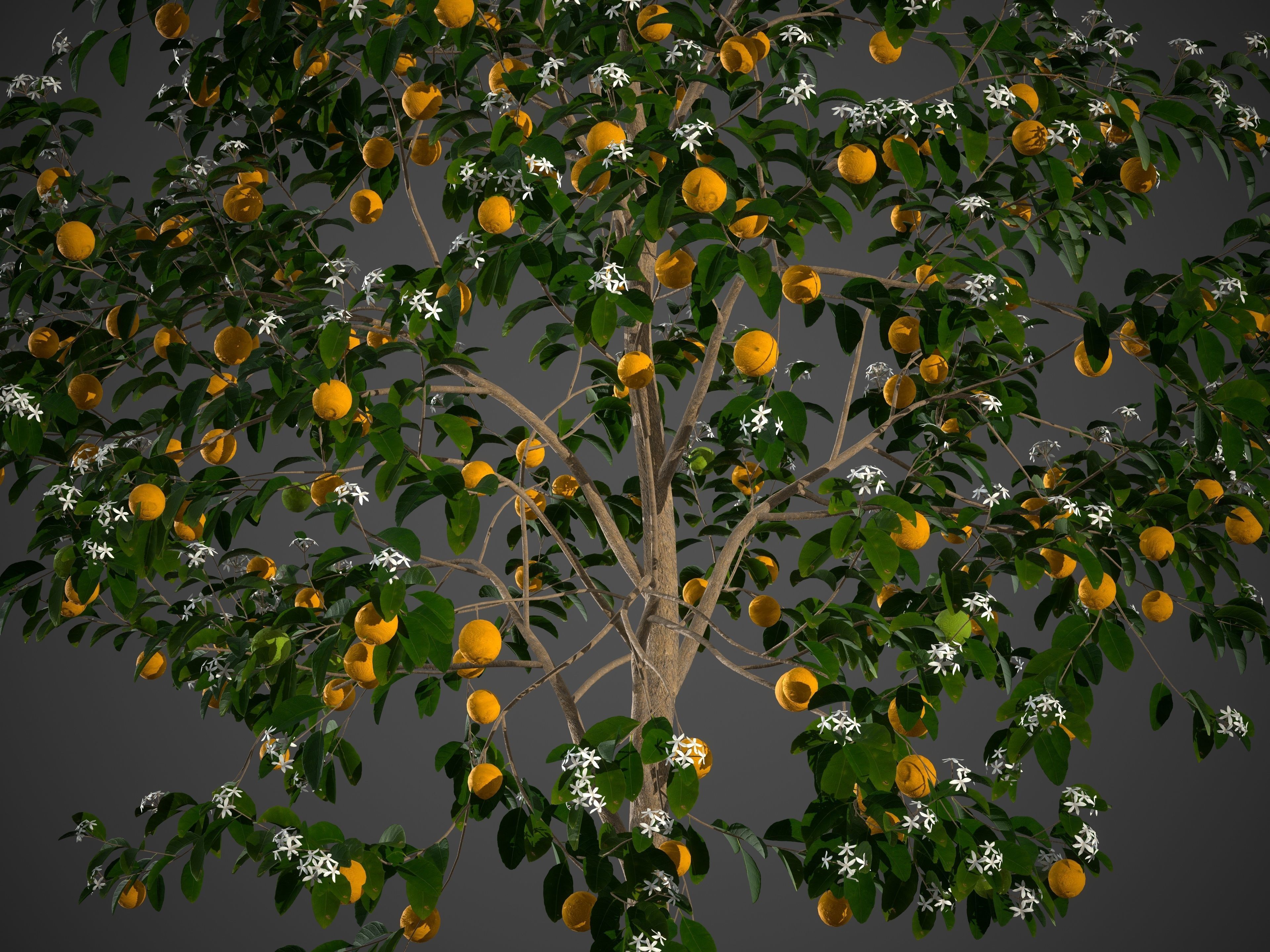 2021 PBR Sweet Orange Collection - Citrus Sinensis 3D model_9