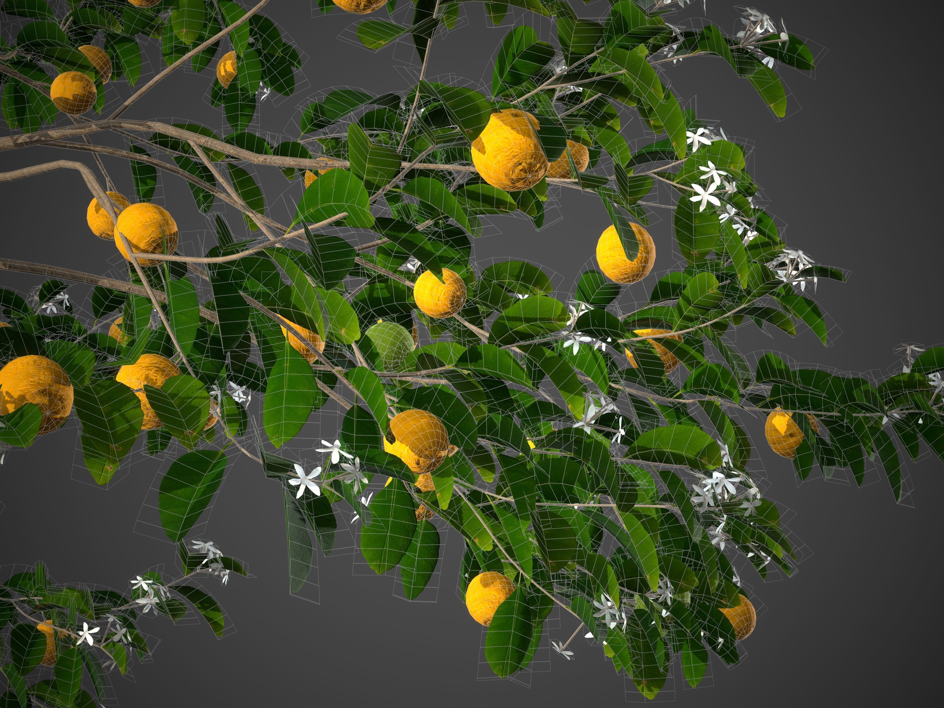 2021 PBR Sweet Orange Collection - Citrus Sinensis 3D model_12