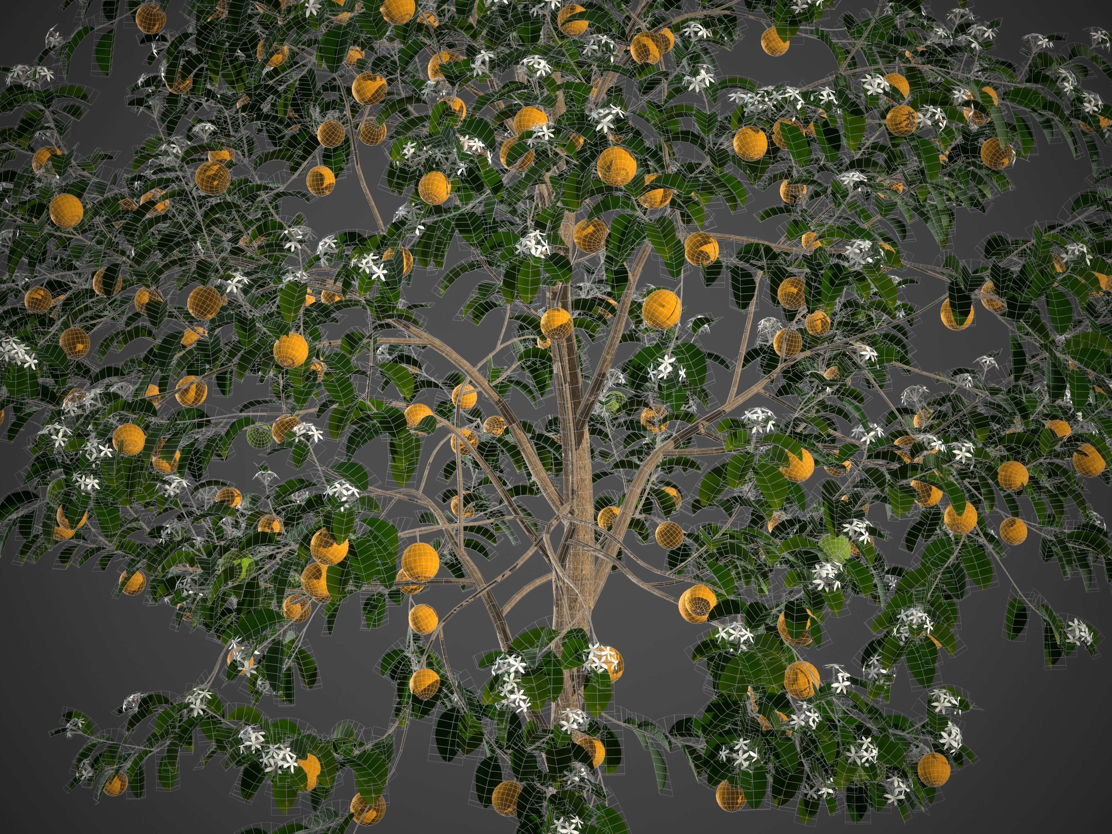 2021 PBR Sweet Orange Collection - Citrus Sinensis 3D model_10