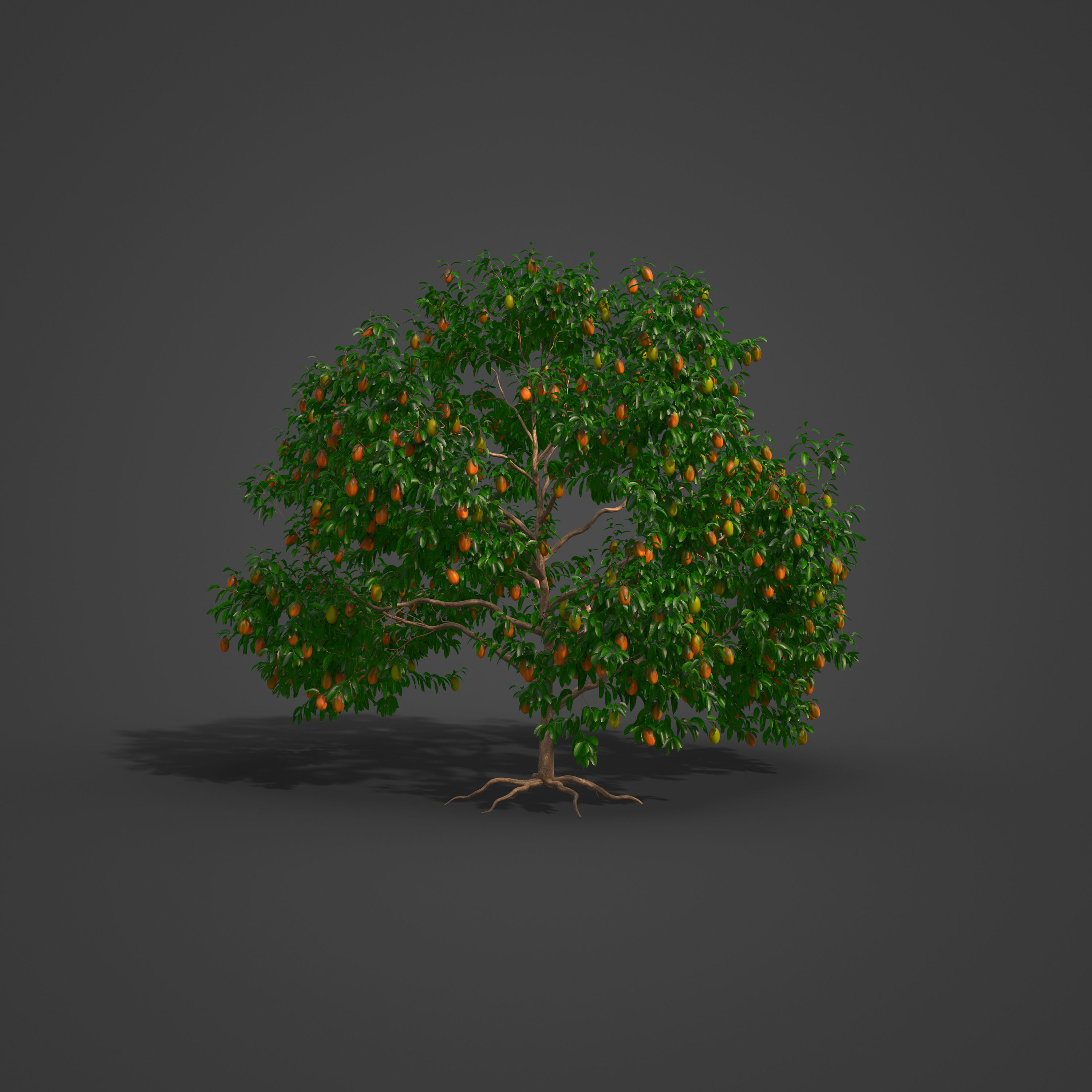 2021 PBR Mango Tree Collection - Mangifera Indica 3D model_6