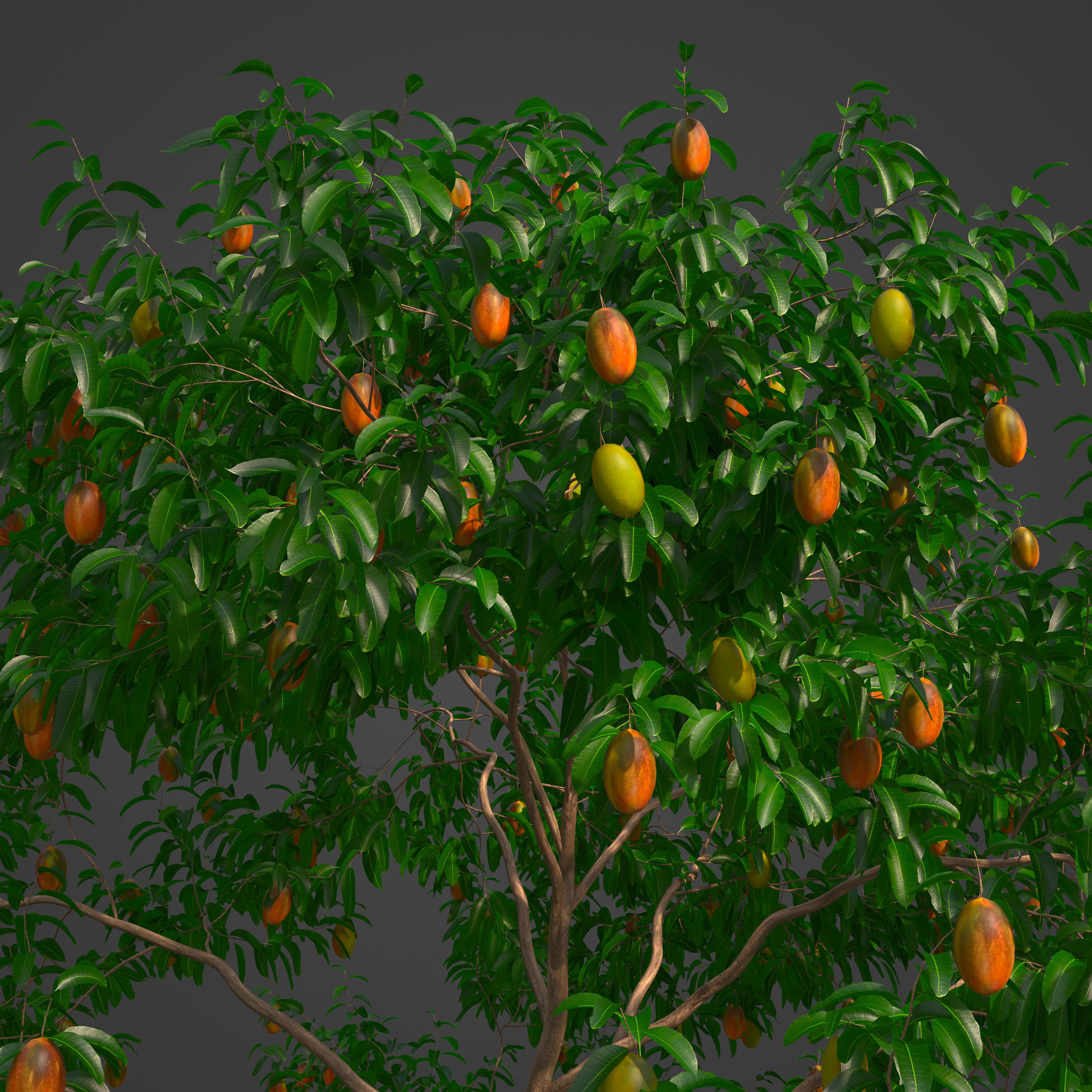 2021 PBR Mango Tree Collection - Mangifera Indica 3D model_3