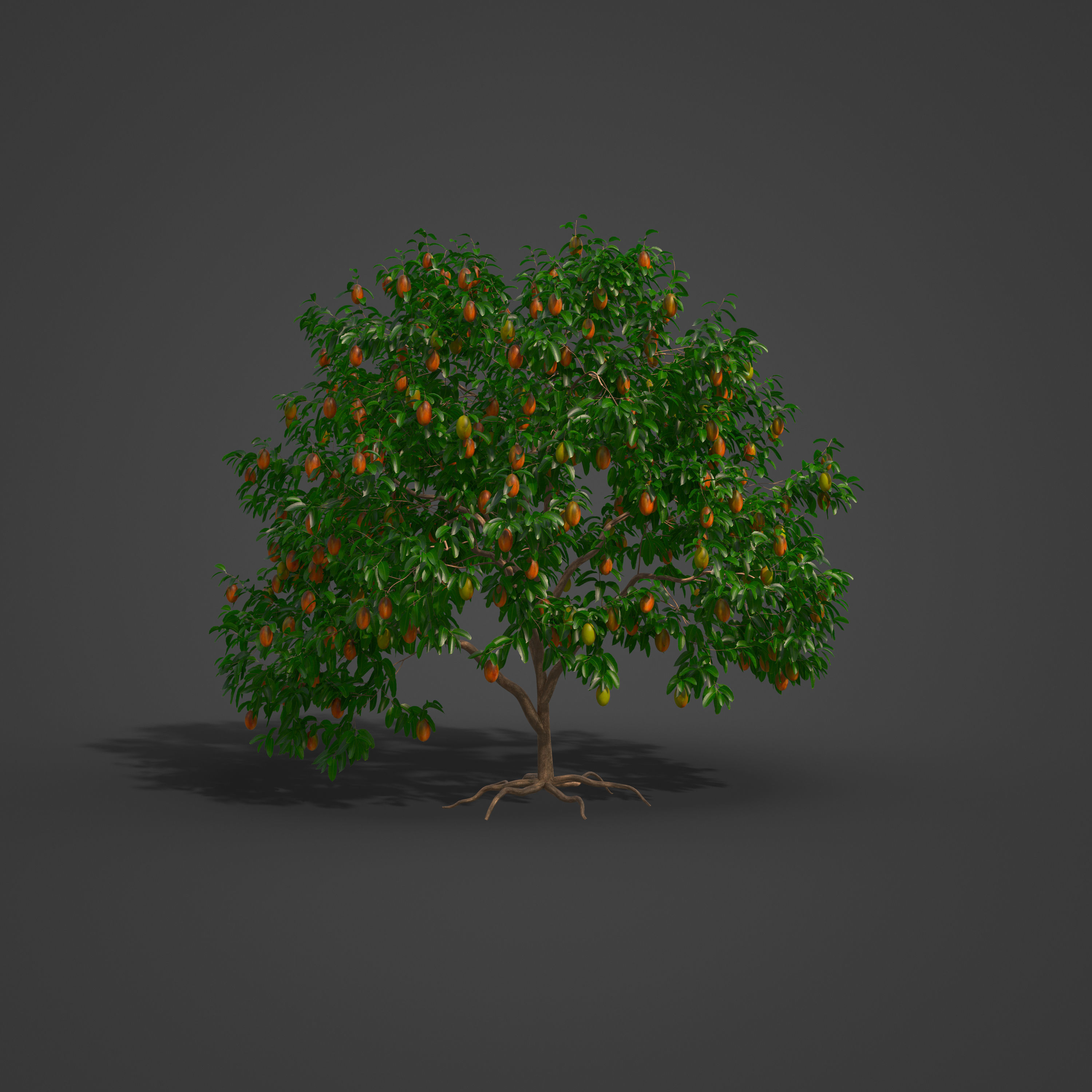 2021 PBR Mango Tree Collection - Mangifera Indica 3D model_5