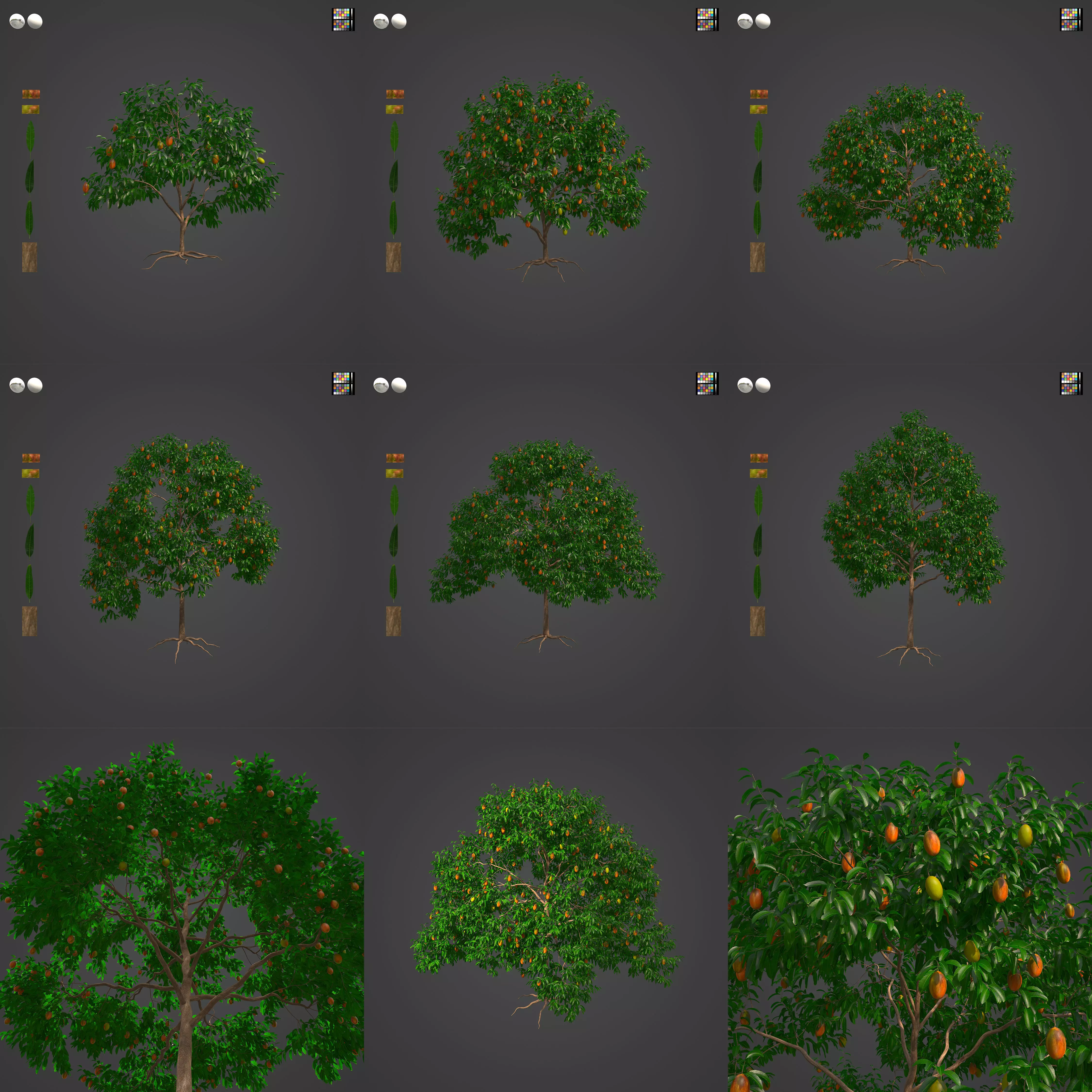 2021 PBR Mango Tree Collection - Mangifera Indica 3D model_0