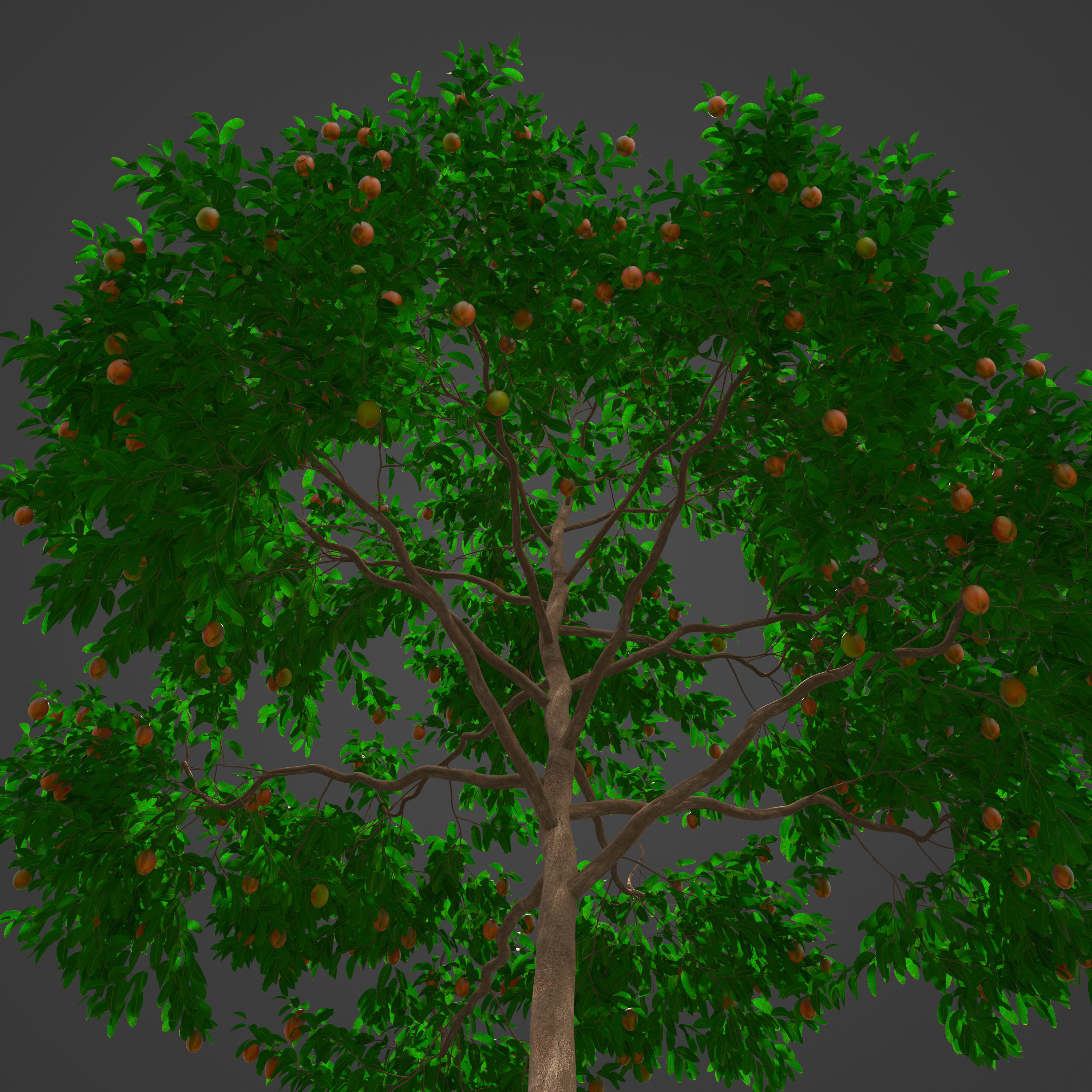 2021 PBR Mango Tree Collection - Mangifera Indica 3D model_8