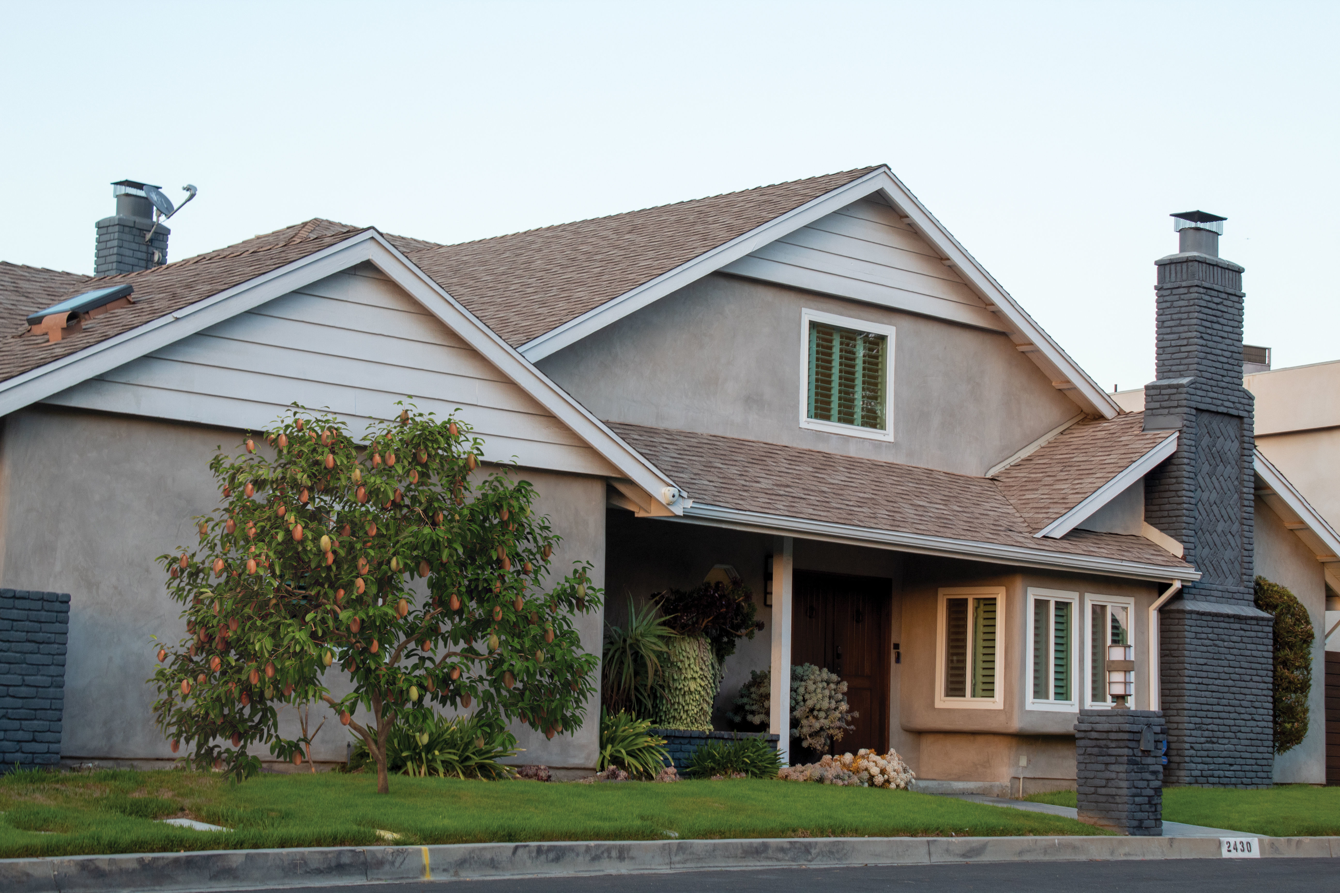 2021 PBR Mango Tree Collection - Mangifera Indica 3D model_2