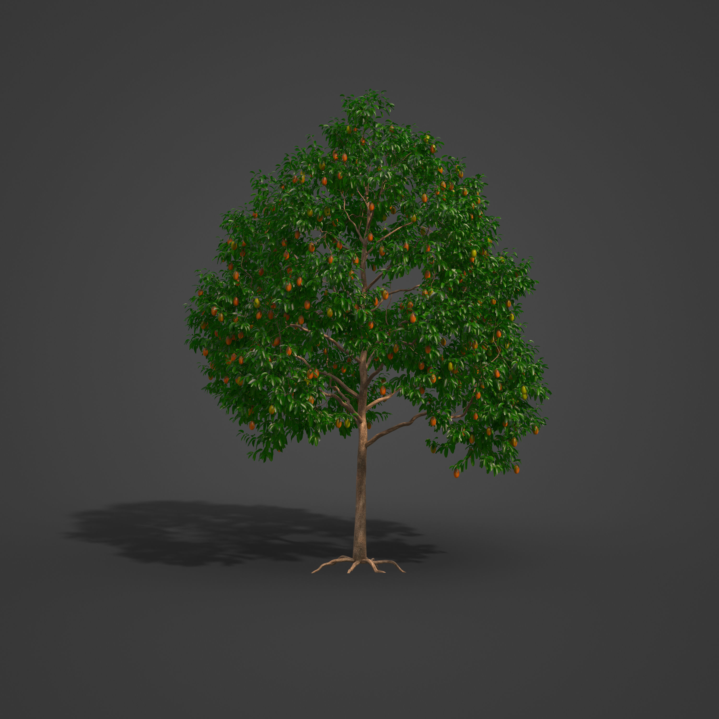 2021 PBR Mango Tree Collection - Mangifera Indica 3D model_7