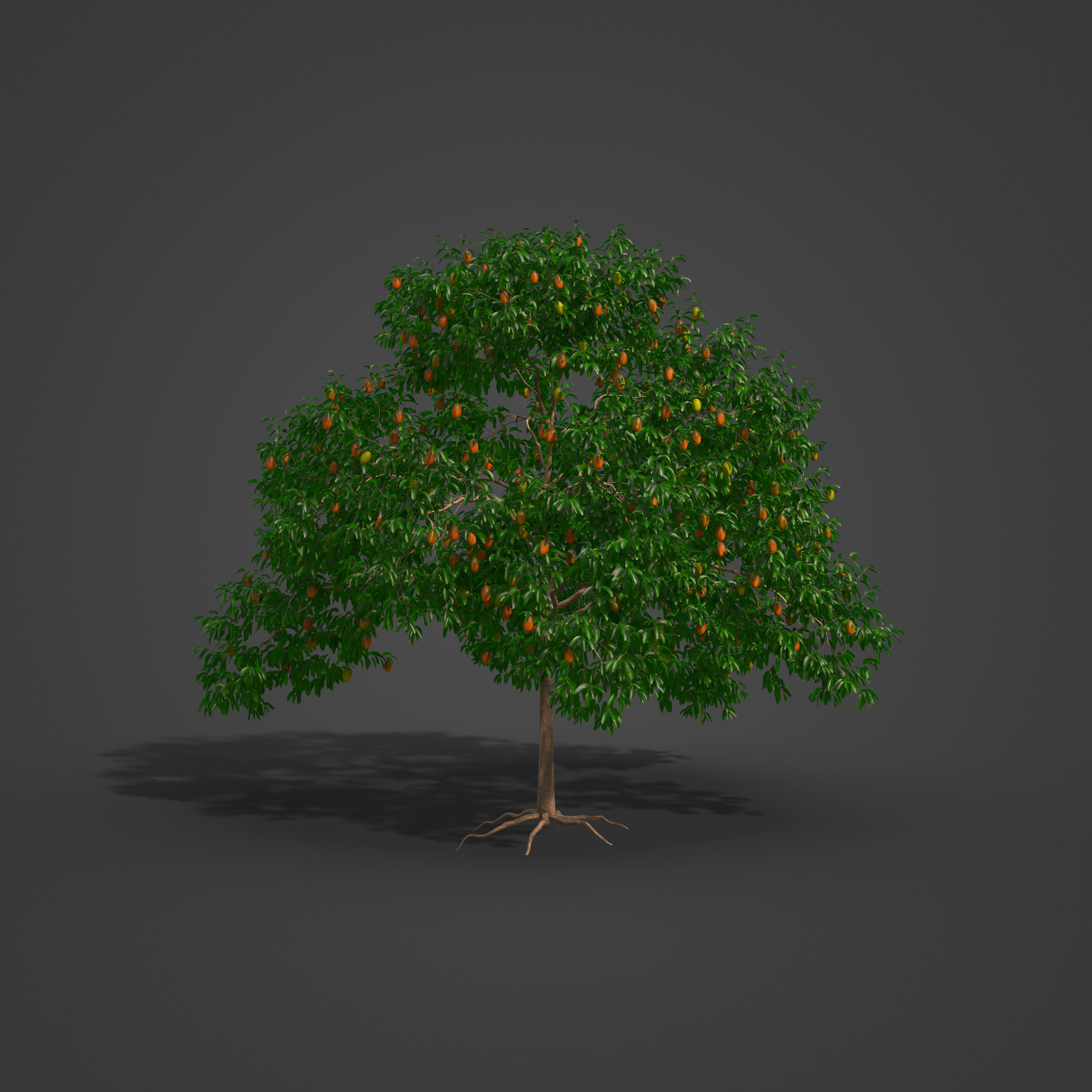 2021 PBR Mango Tree Collection - Mangifera Indica 3D model_4