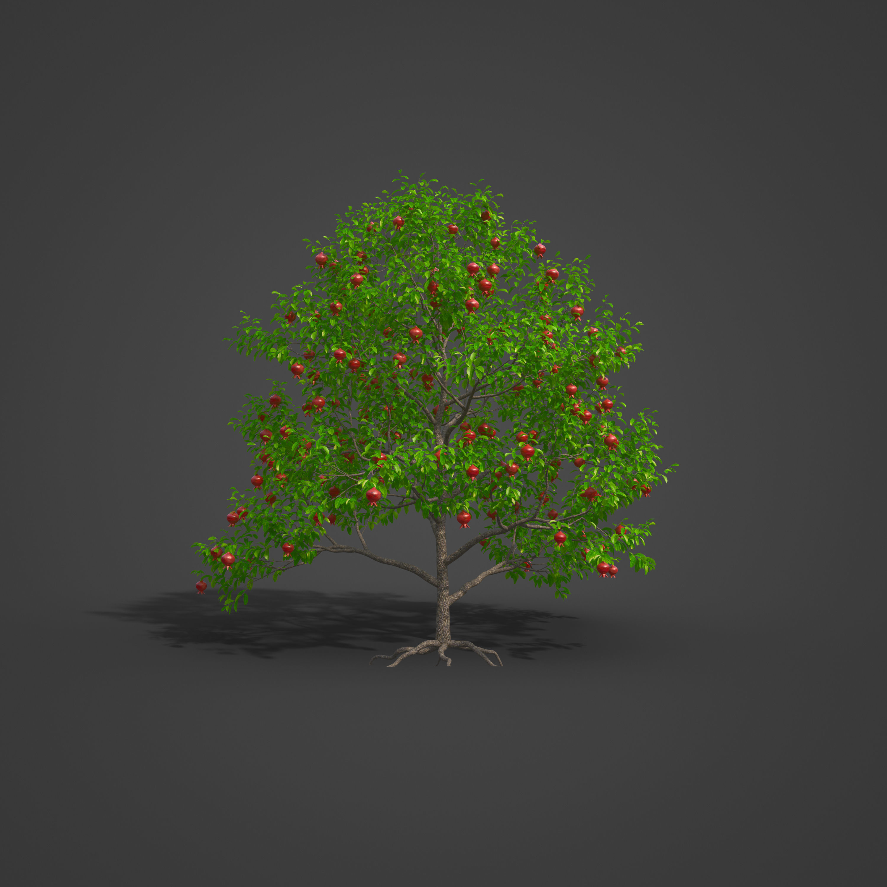 2021 PBR Pomegranate Collection - Punica Granatum 3D model_5
