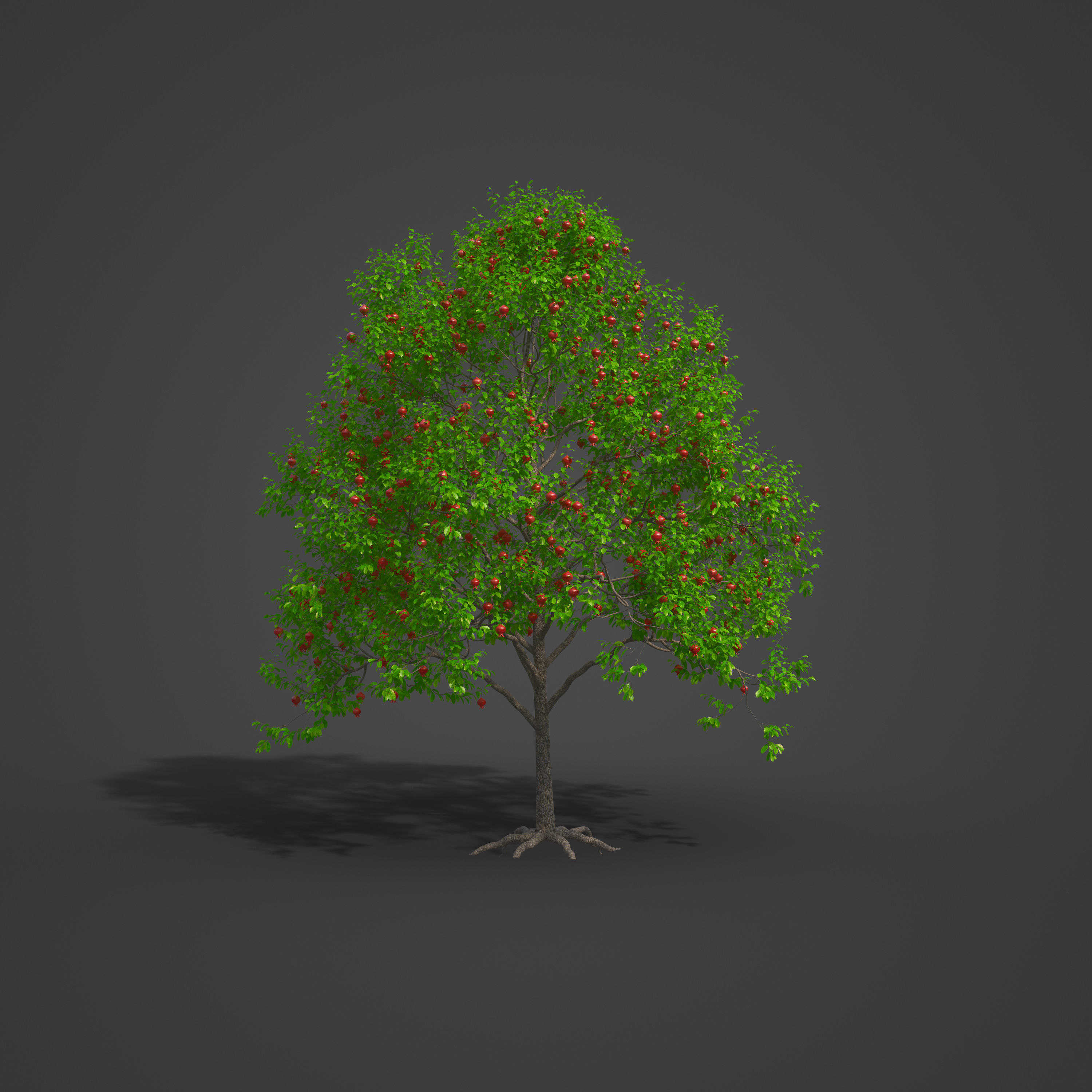 2021 PBR Pomegranate Collection - Punica Granatum 3D model_7