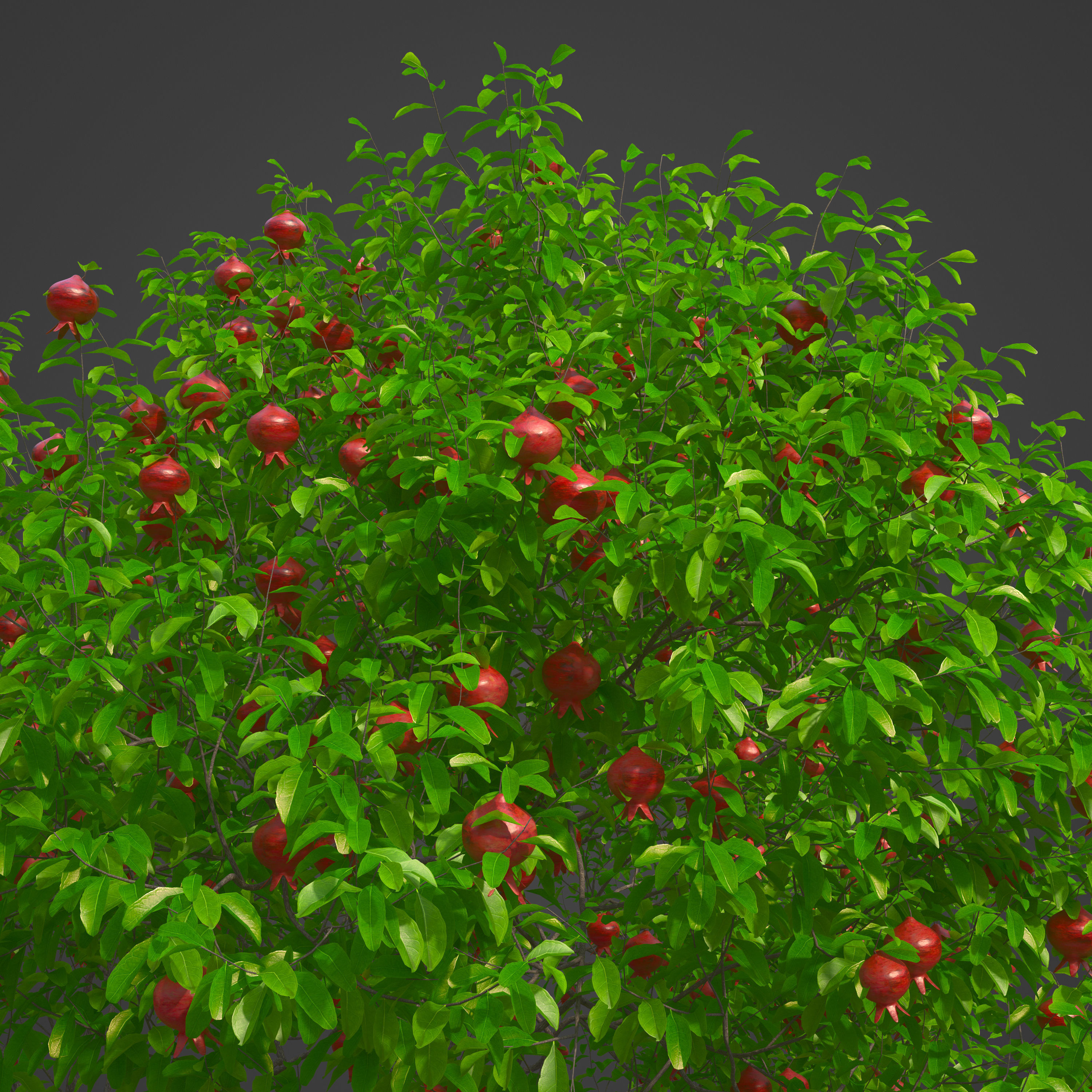 2021 PBR Pomegranate Collection - Punica Granatum 3D model_3